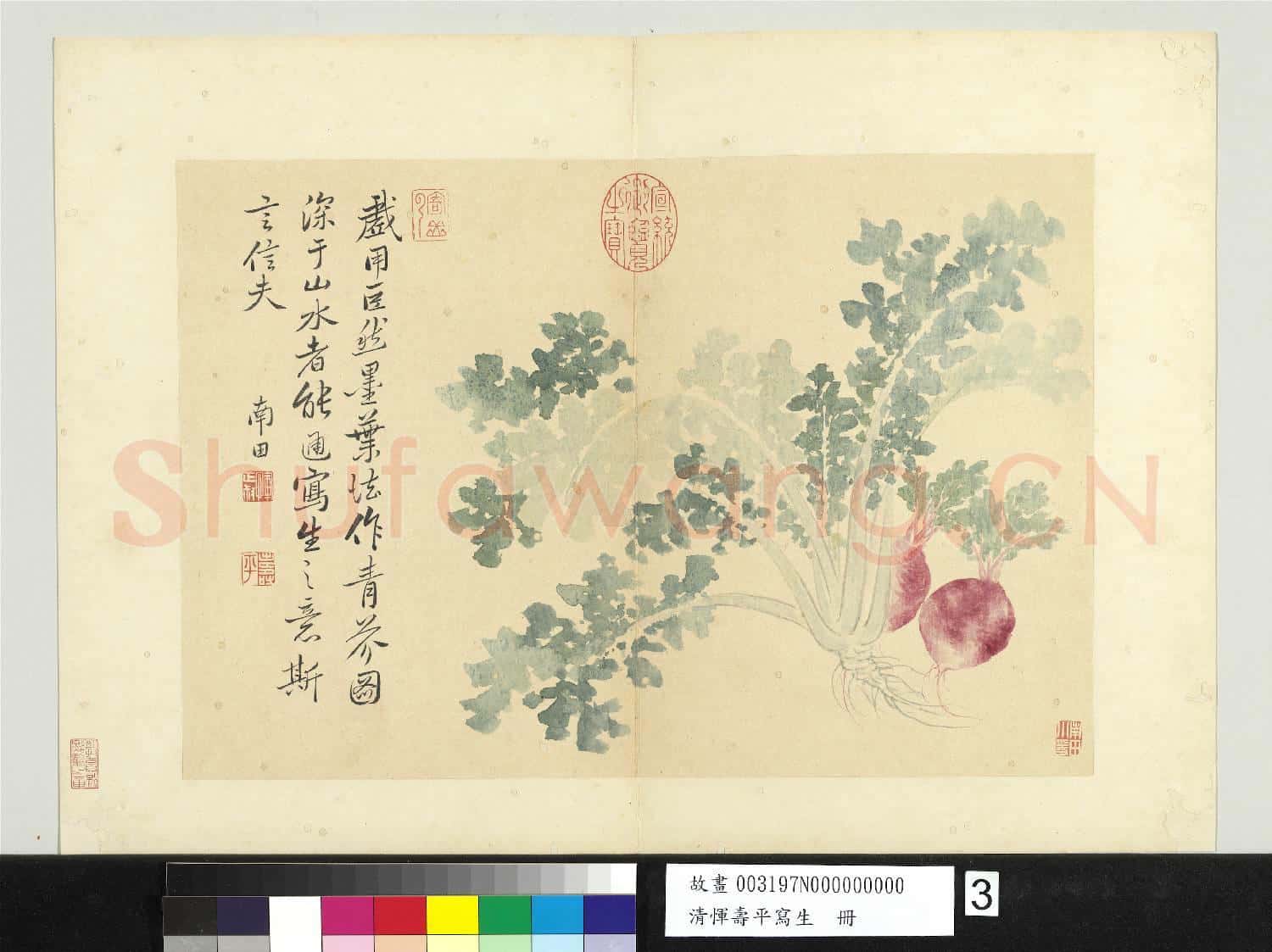 清惲壽平寫生 冊 青芥