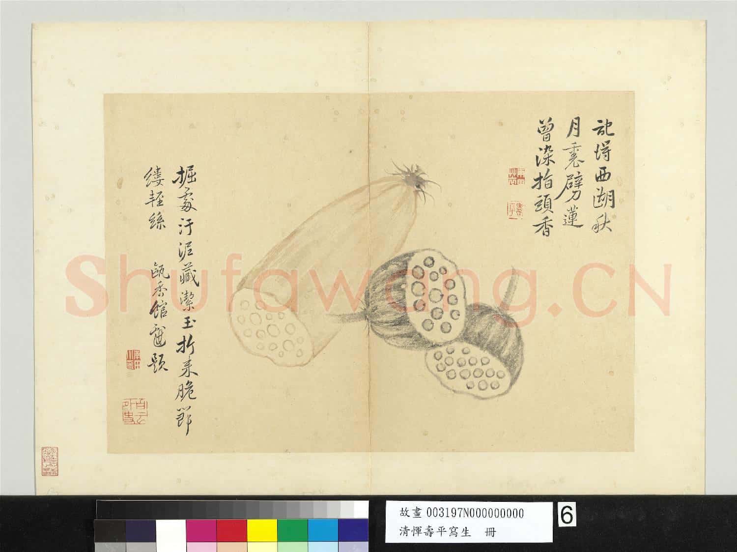 清惲壽平寫生 冊 蓮藕