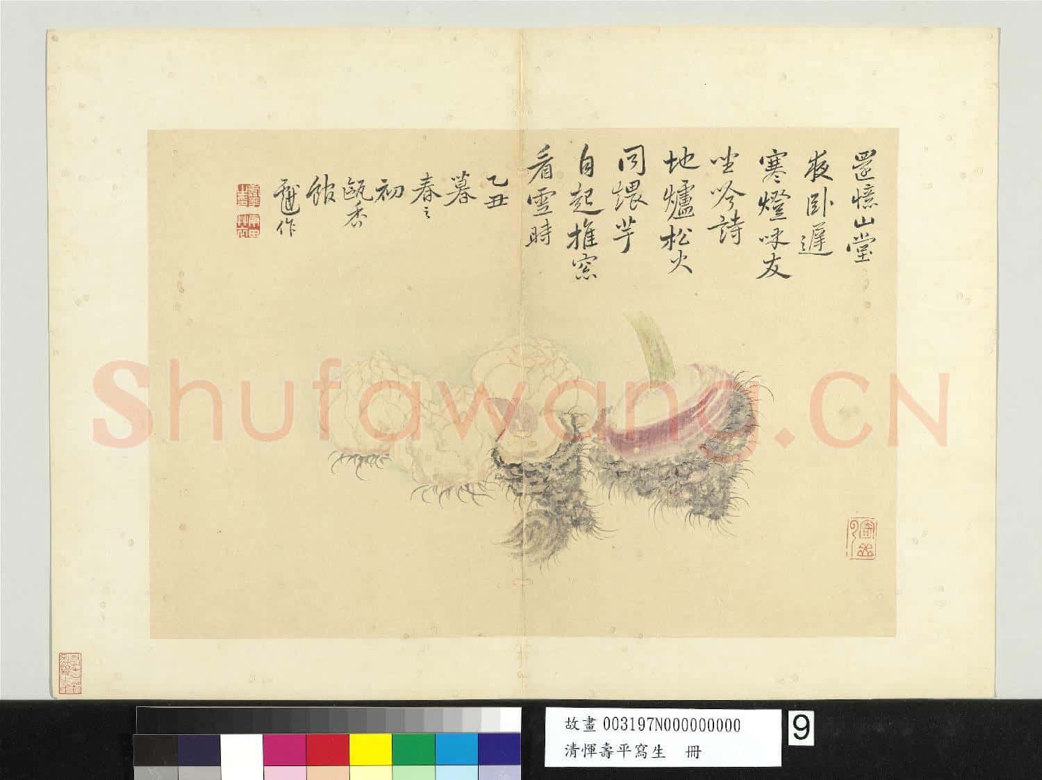 清惲壽平寫生 冊 百合芋魁