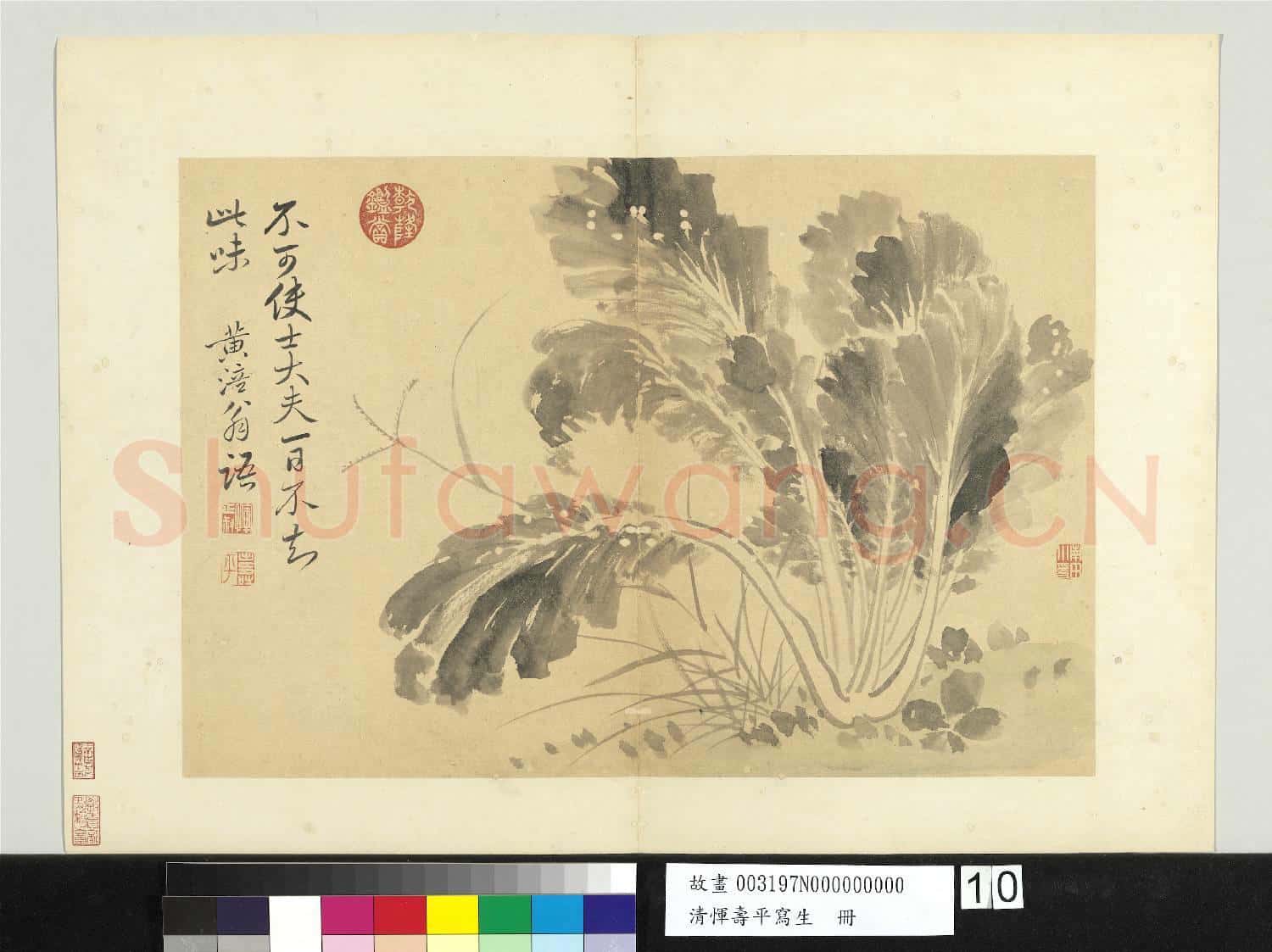 清惲壽平寫生 冊 墨菜