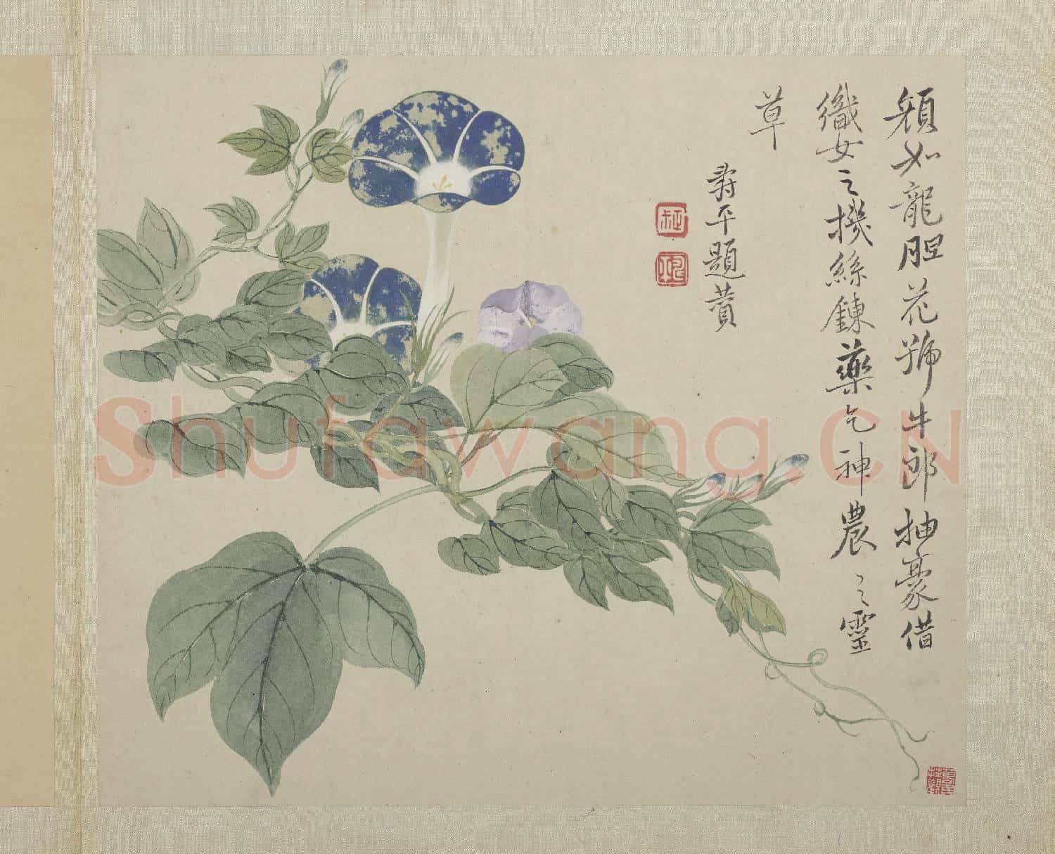 清惲壽平畫花卉 冊 牛郎花