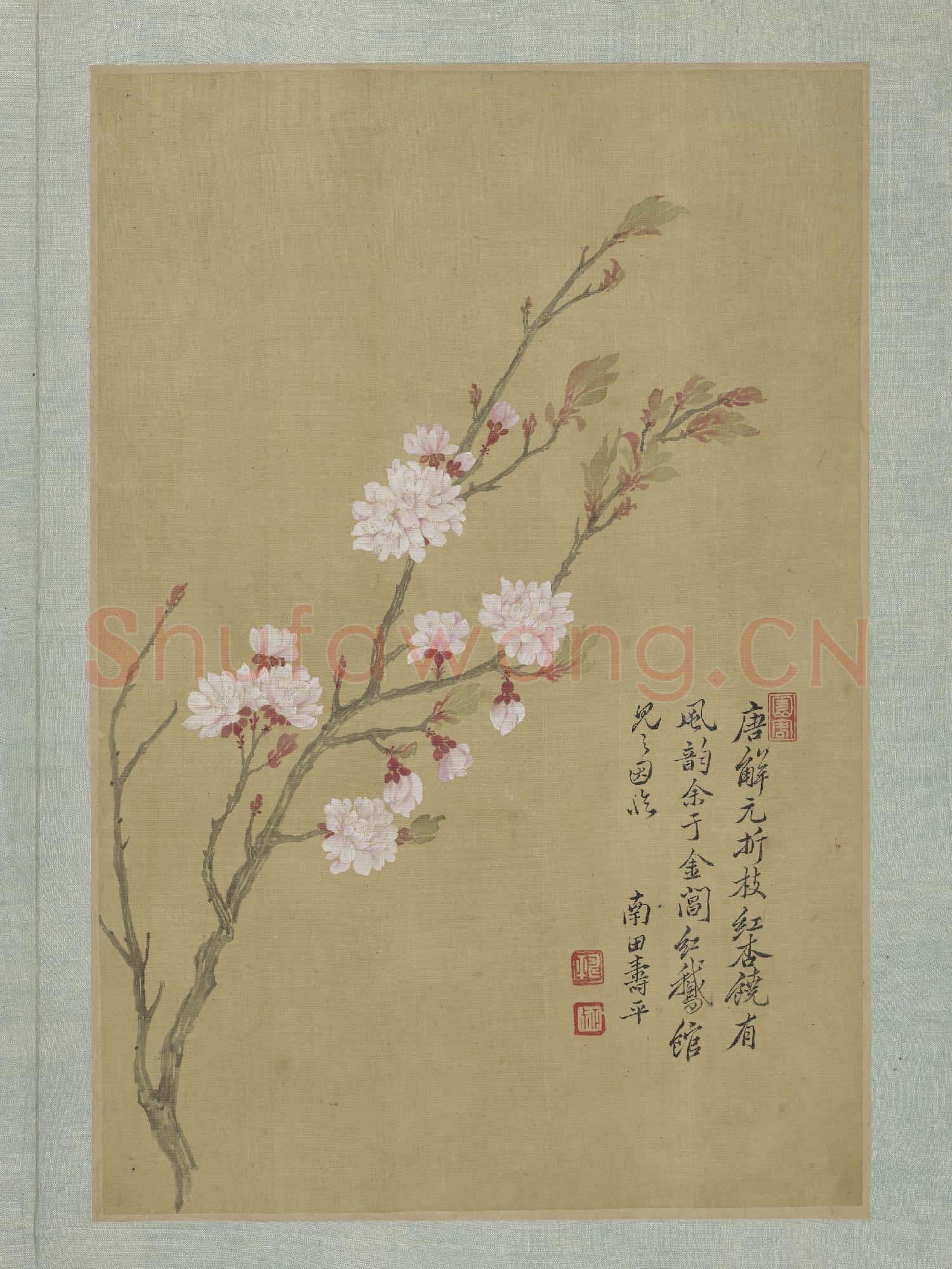 清惲壽平畫花卉 冊 杏花