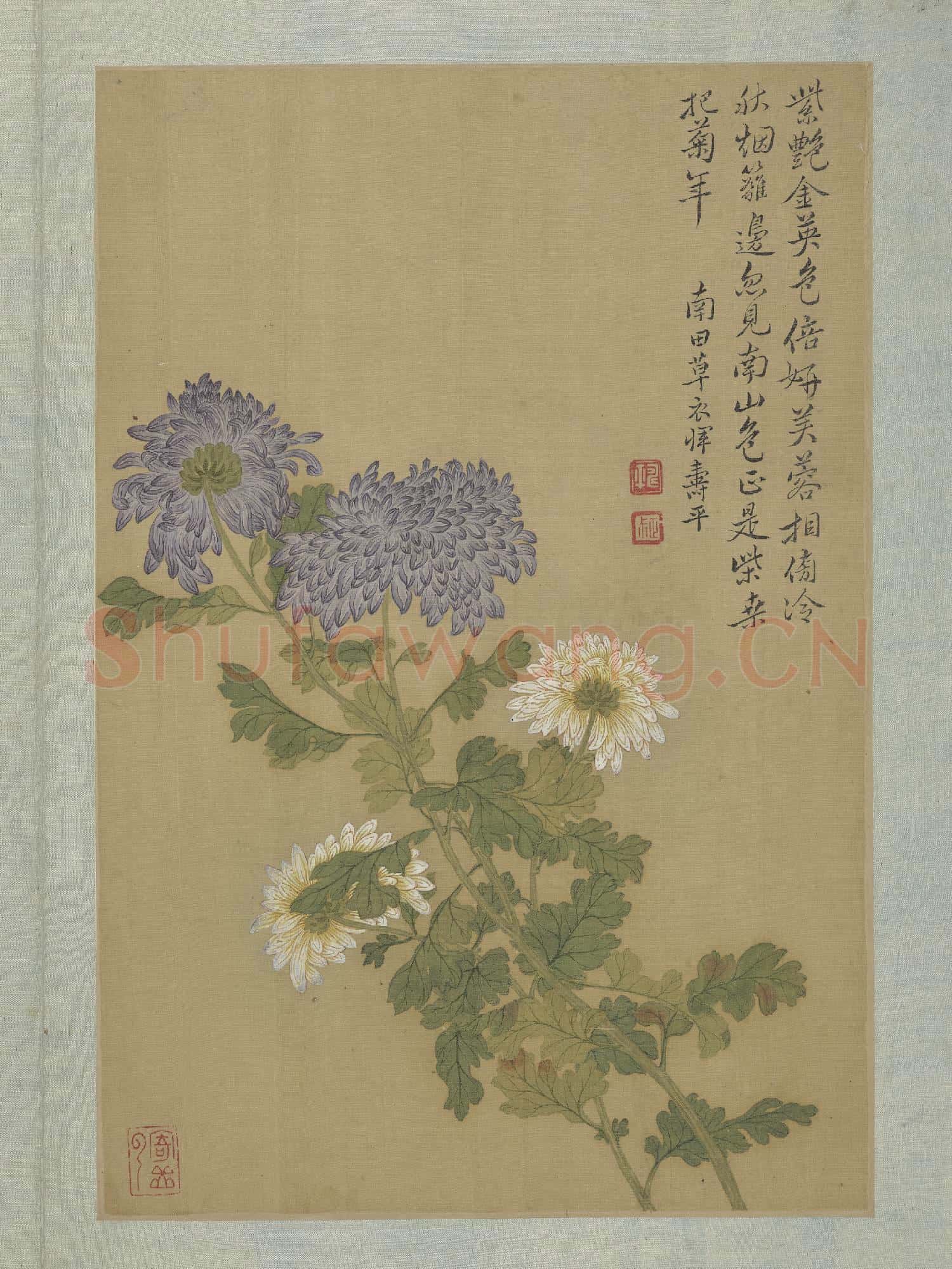 清惲壽平畫花卉 冊 菊花