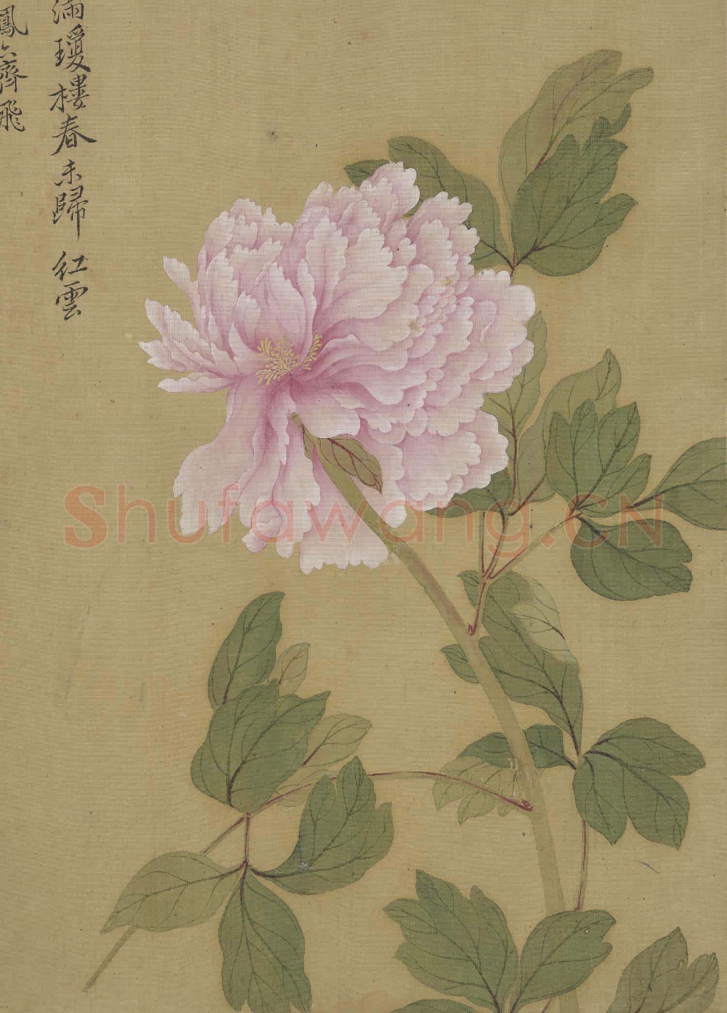 清惲壽平畫花卉 冊 牡丹