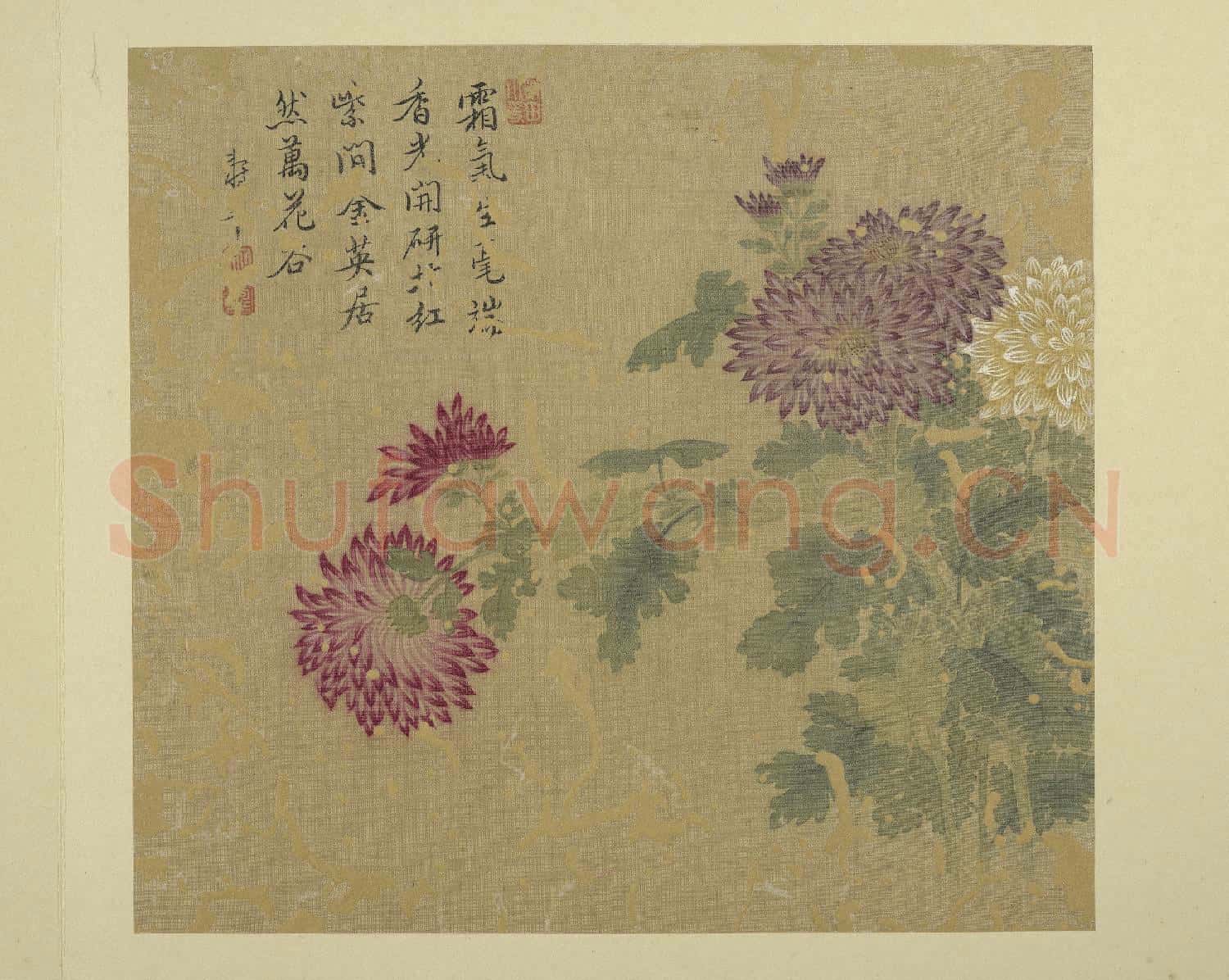 清惲壽平畫花卉 冊 菊花