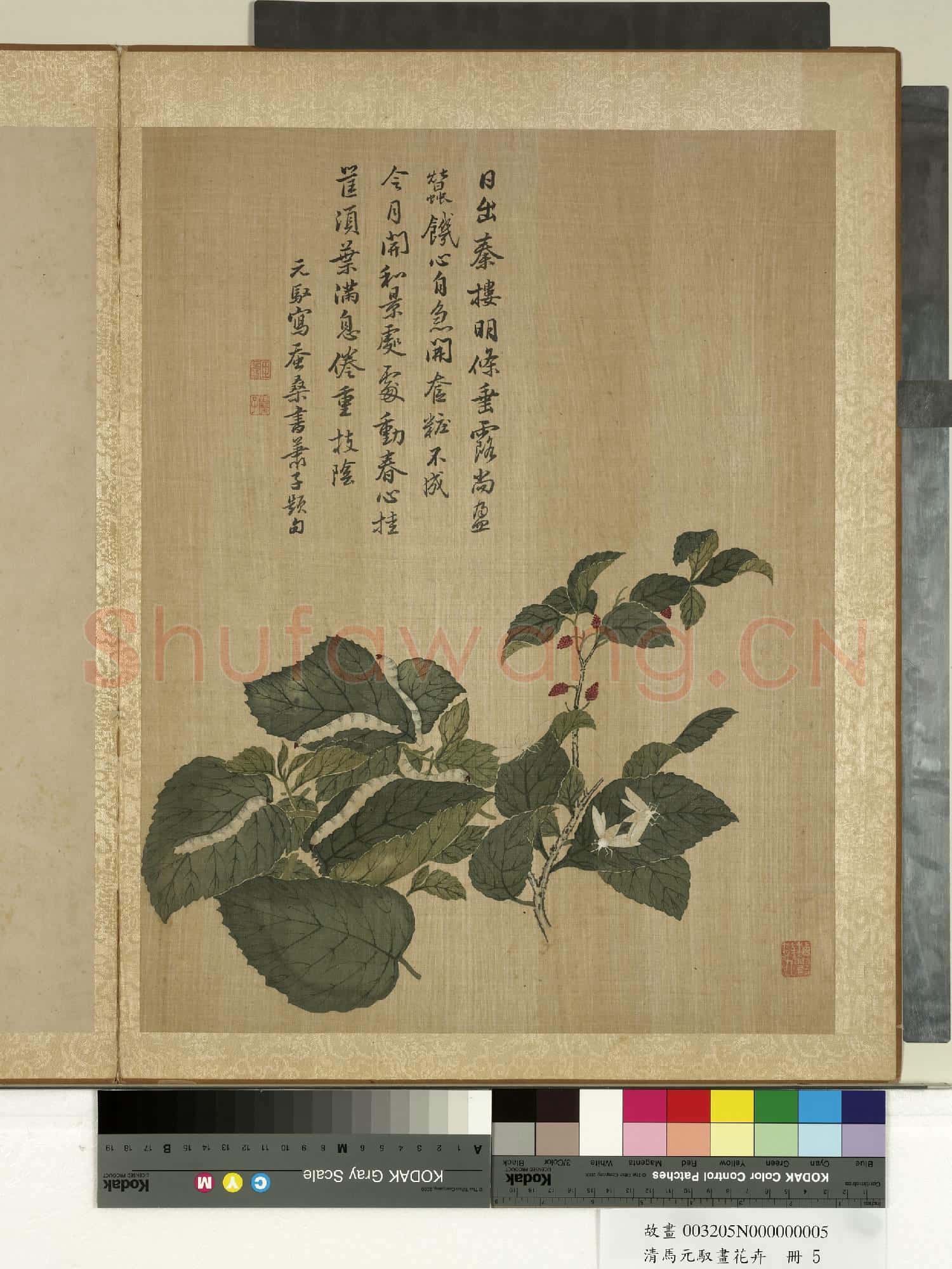 清馬元馭畫花卉 冊 桑椹蠶蛾