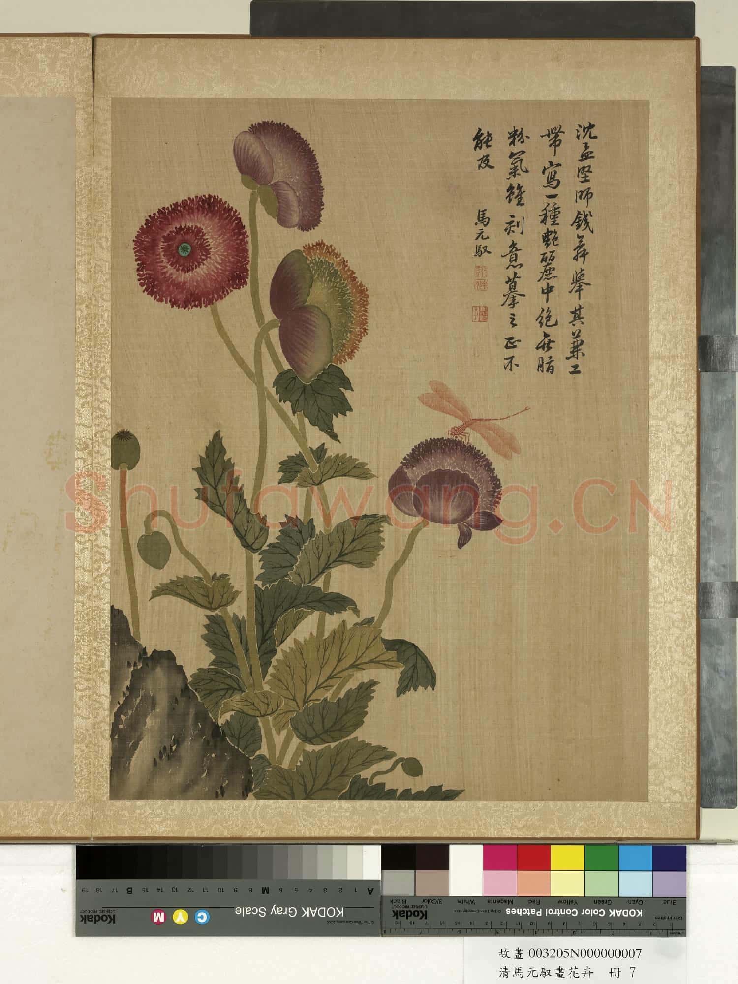 清馬元馭畫花卉 冊 罌粟蜻蜓