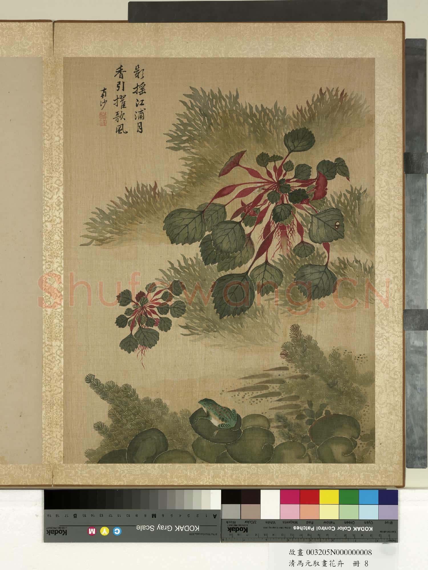 清馬元馭畫花卉 冊 菱角青蛙