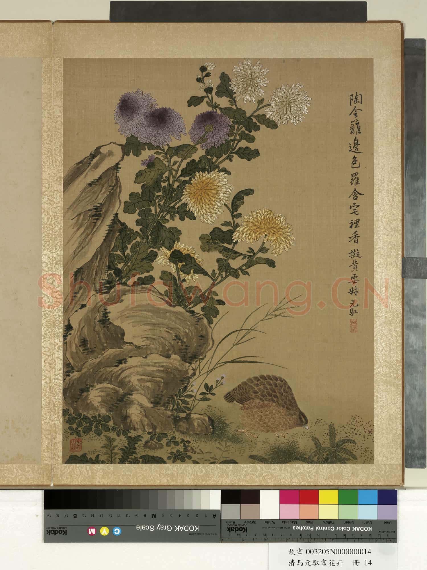 清馬元馭畫花卉 冊 菊花鵪鶉