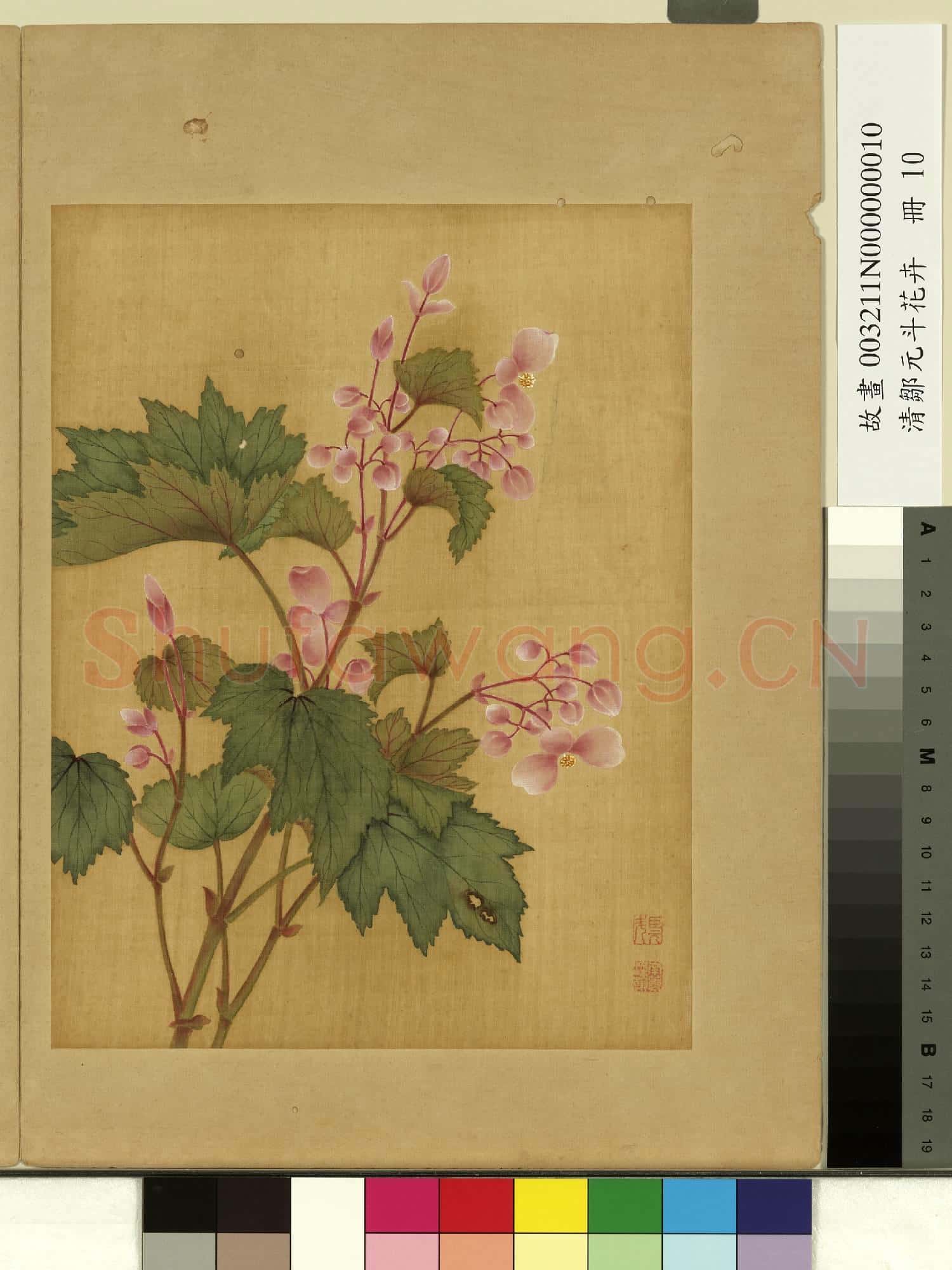 清鄒元斗花卉 冊 秋海棠