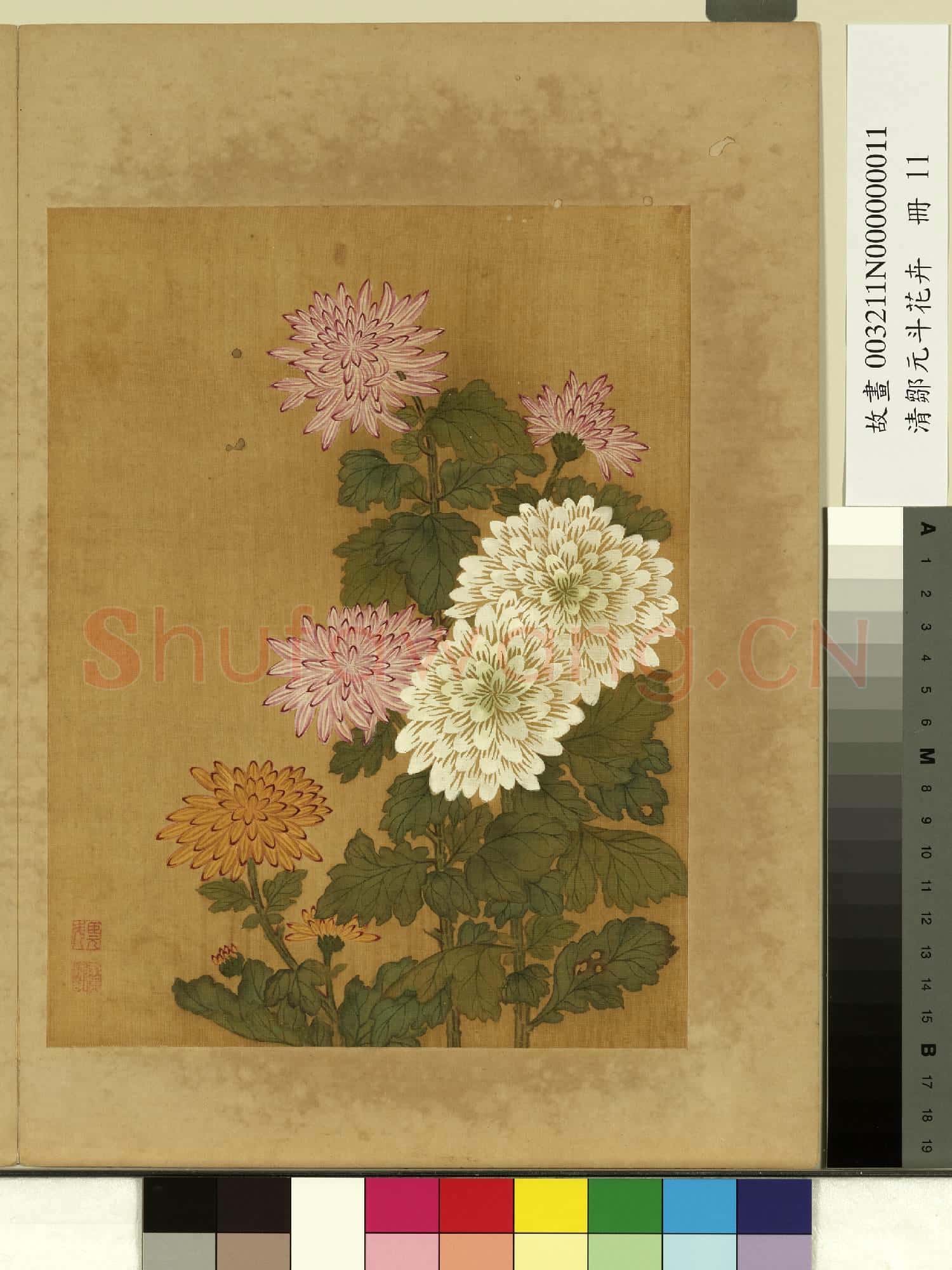 清鄒元斗花卉 冊 菊
