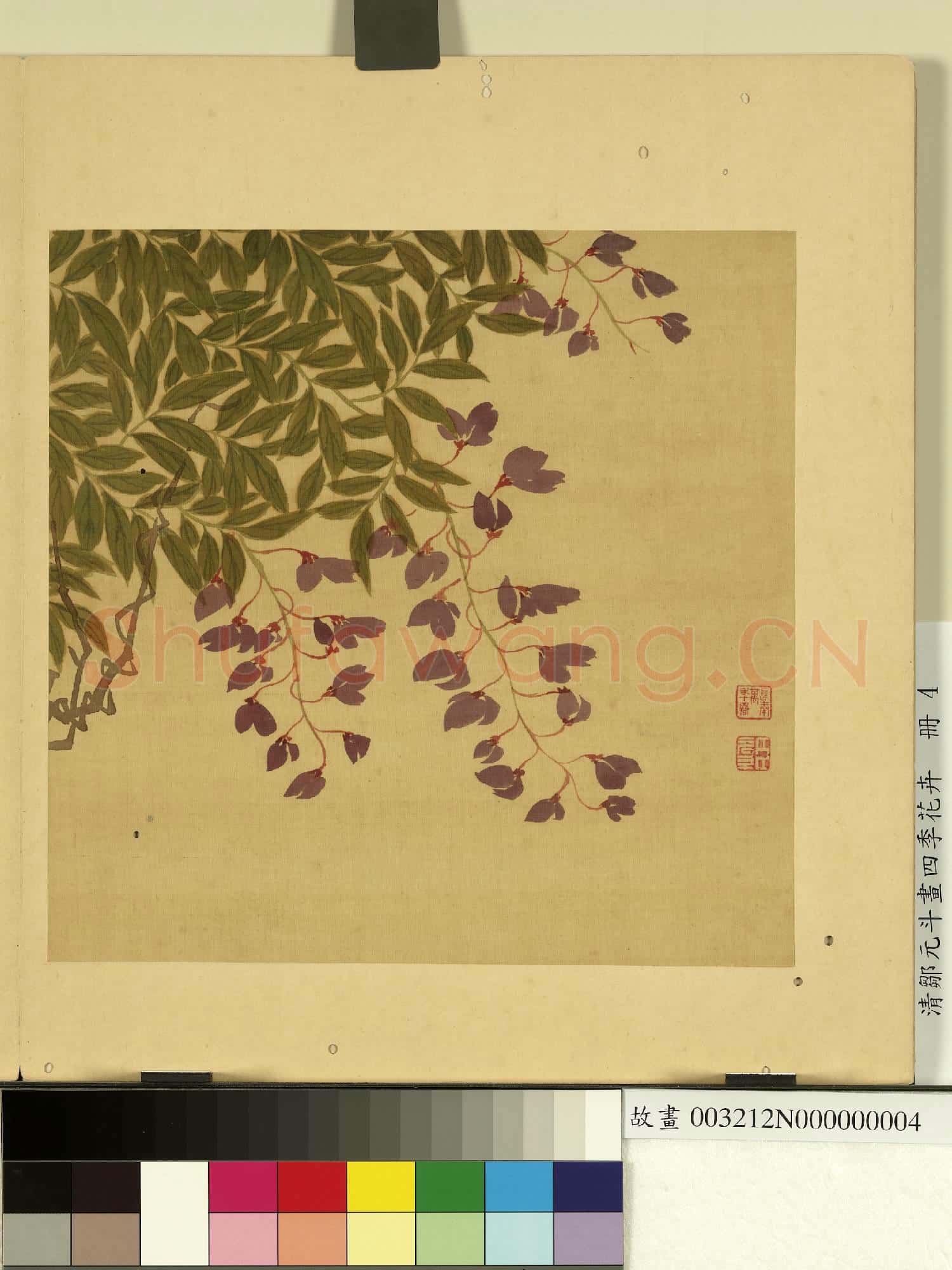 清鄒元斗畫四季花卉 冊 紫藤