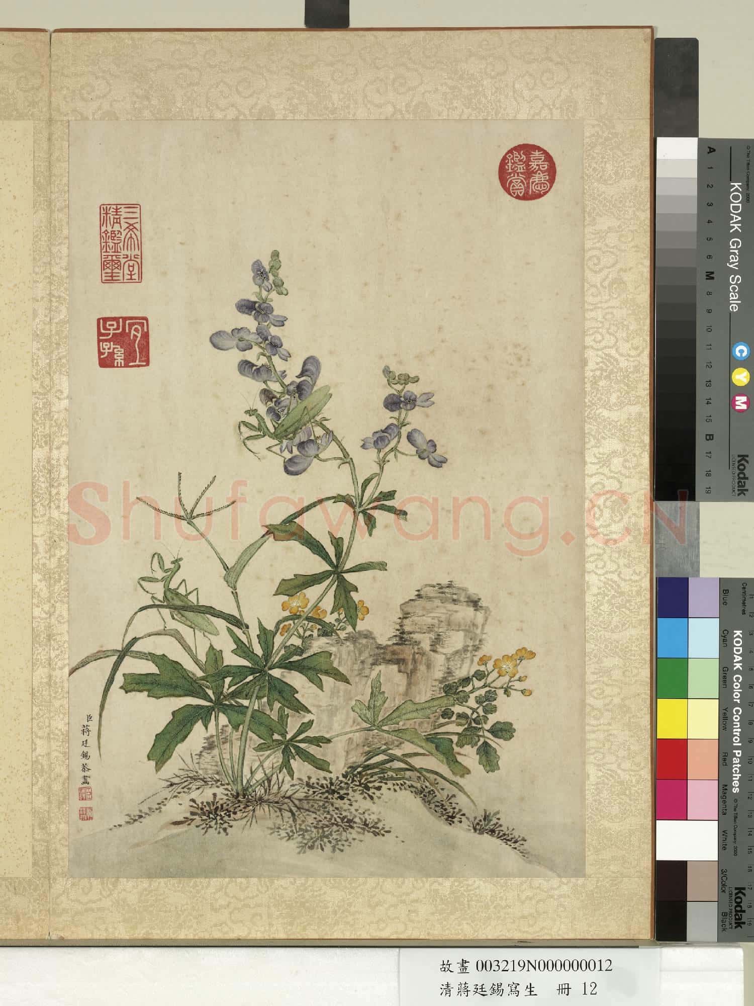 清蔣廷錫寫生 冊 僧鞋菊