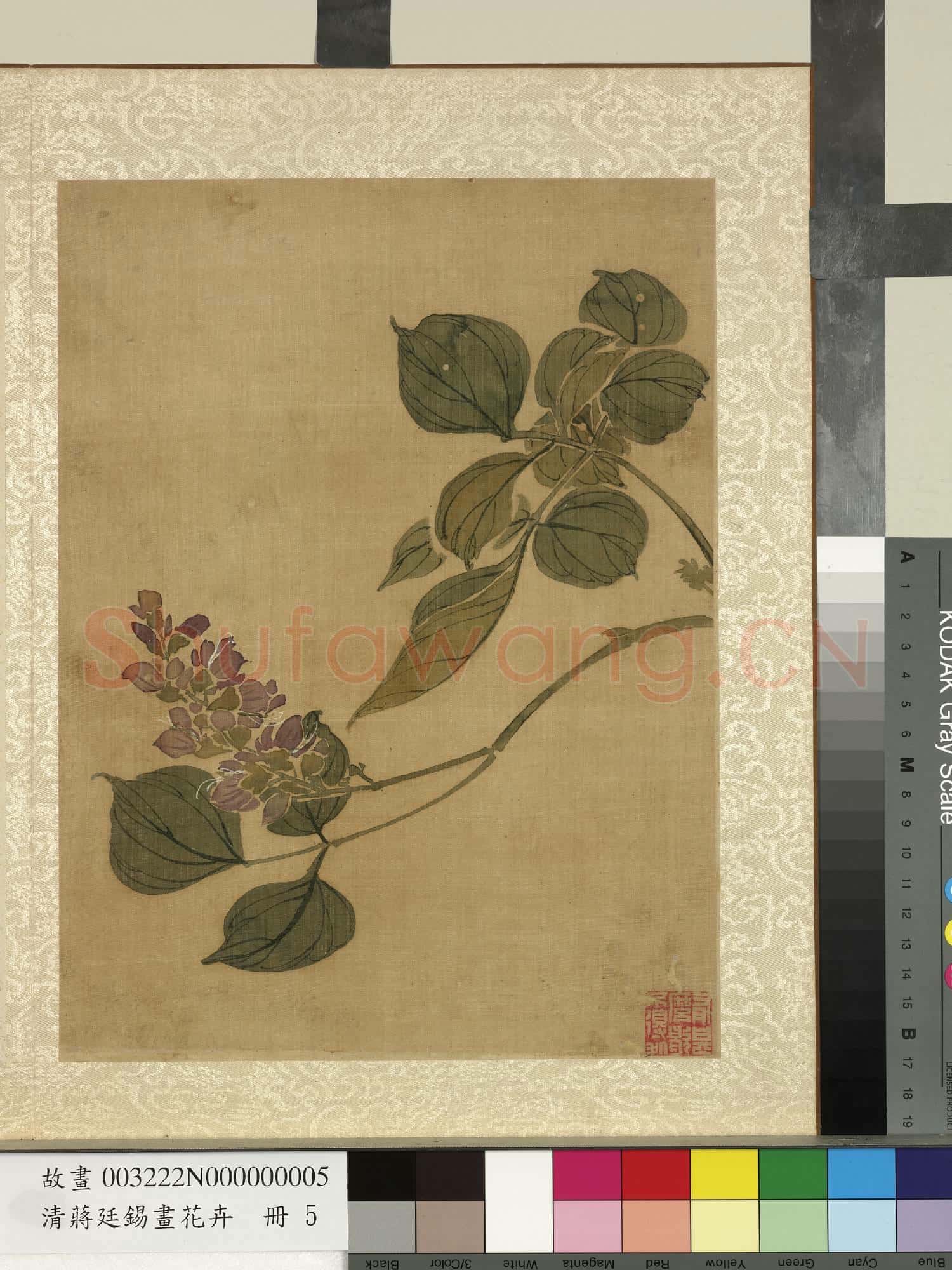 清蔣廷錫畫花卉 冊 紫薇