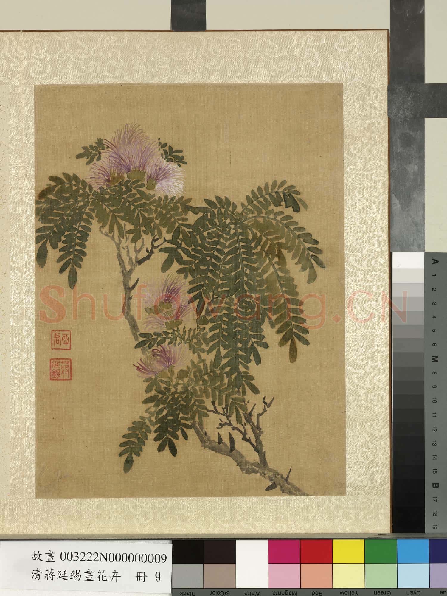 清蔣廷錫畫花卉 冊 合歡(粉撲花）