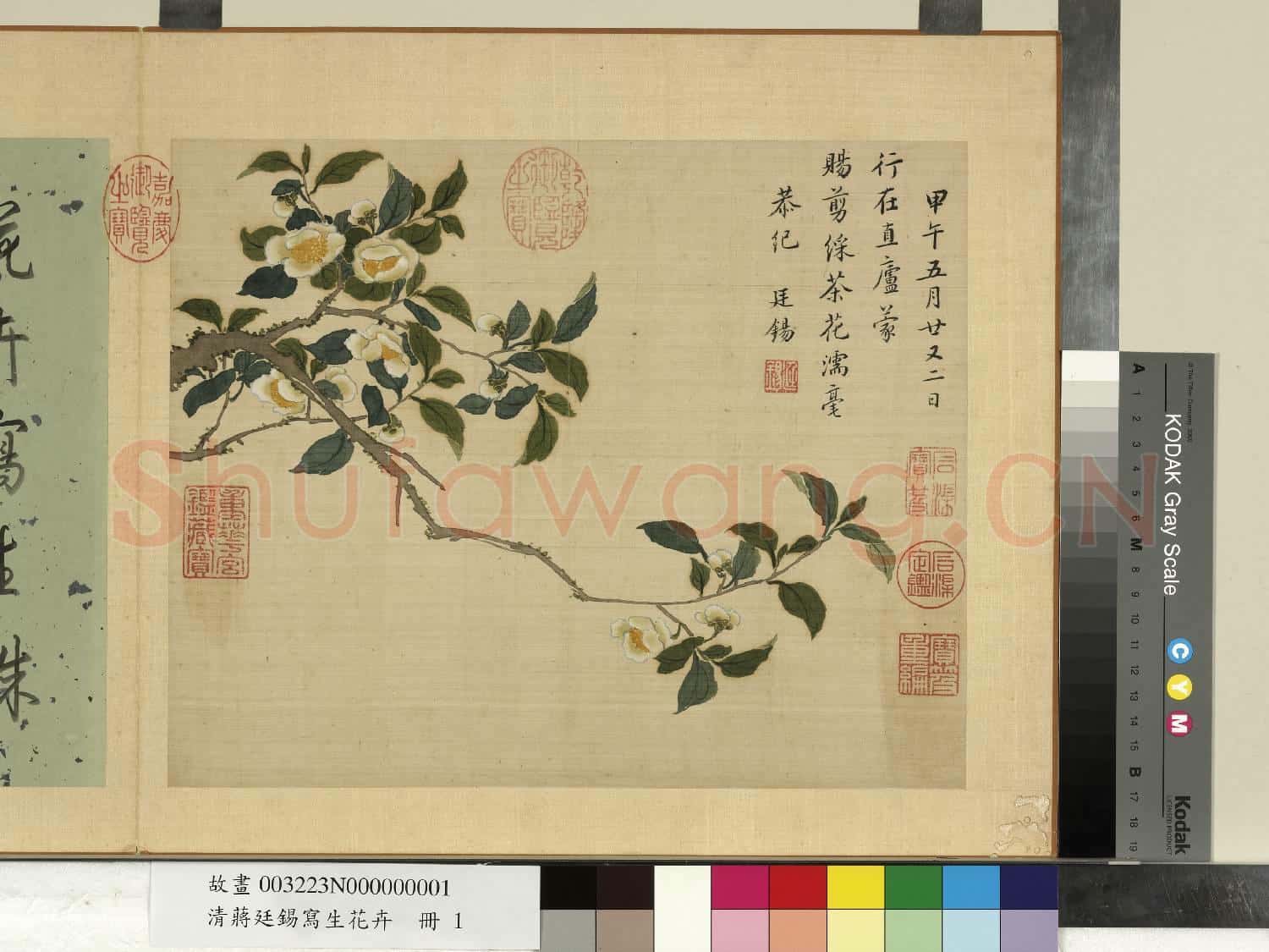 清蔣廷錫寫生花卉 冊 翦綵茶花