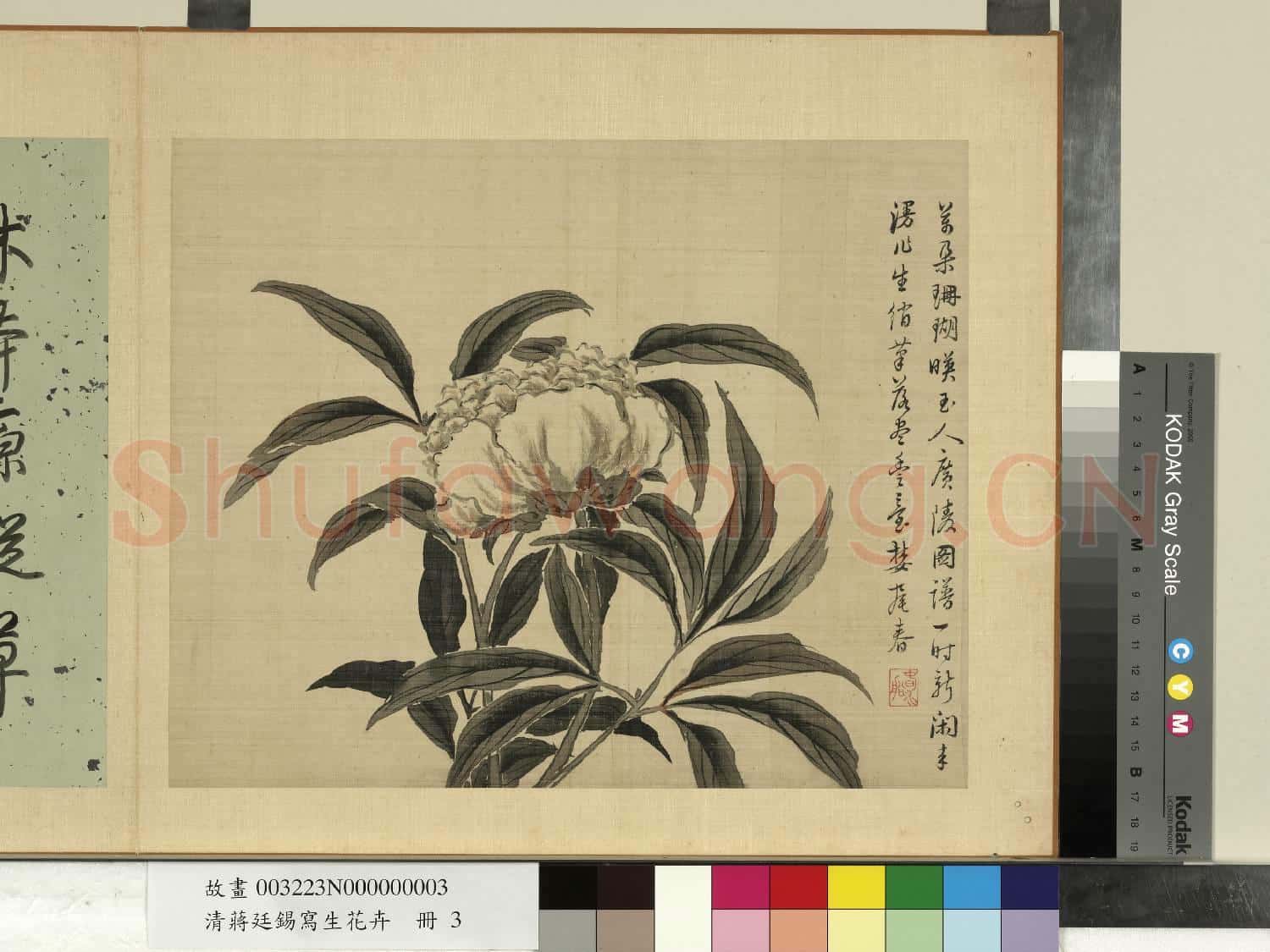 清蔣廷錫寫生花卉 冊 芍藥