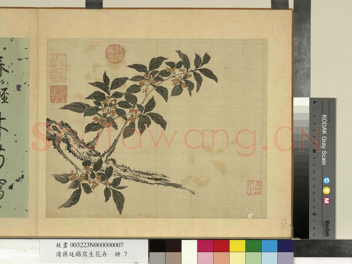 清蔣廷錫寫生花卉 冊 桂花