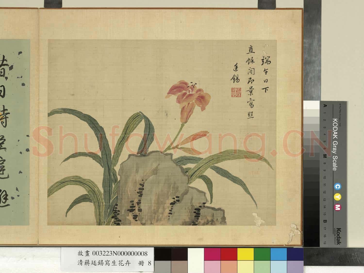 清蔣廷錫寫生花卉 冊 萱花