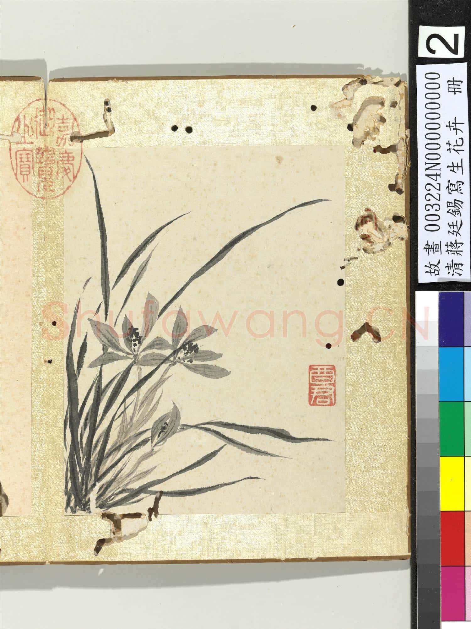 清蔣廷錫寫生花卉 冊 蘭花