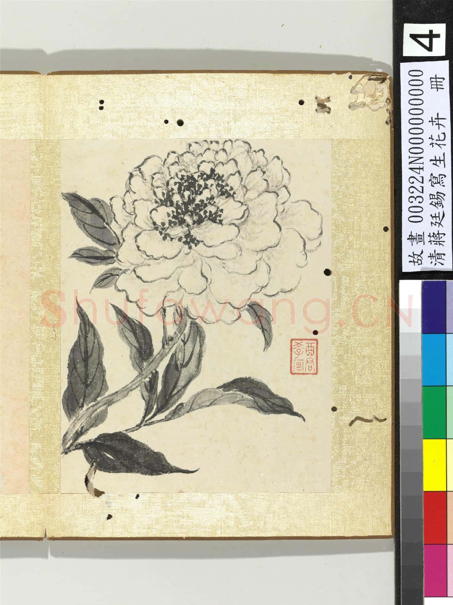 清蔣廷錫寫生花卉 冊 芍藥