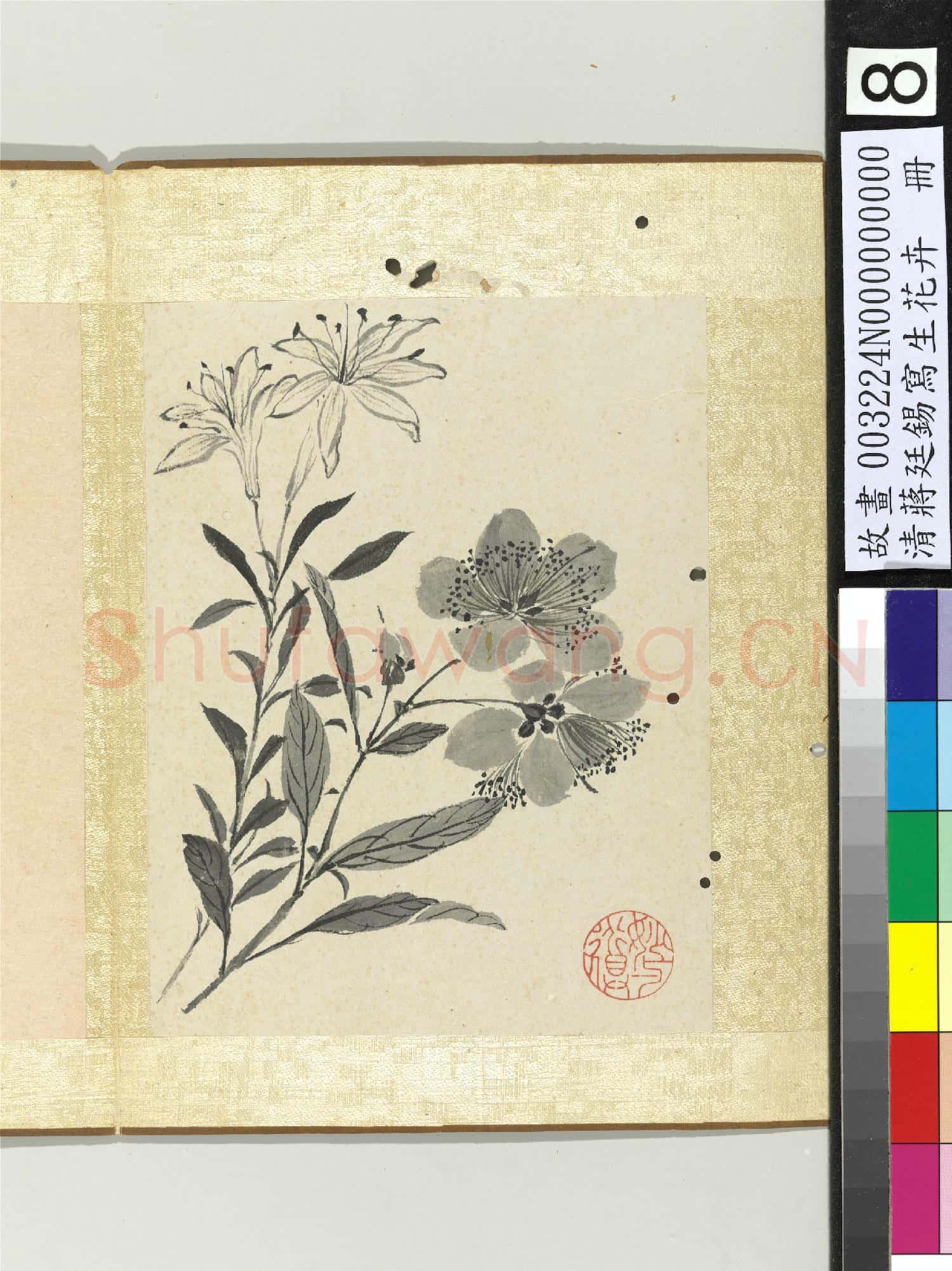 清蔣廷錫寫生花卉 冊 山丹金絲桃