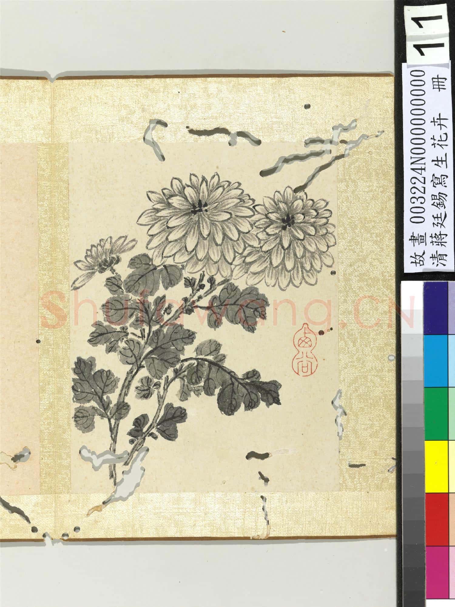 清蔣廷錫寫生花卉 冊 菊花