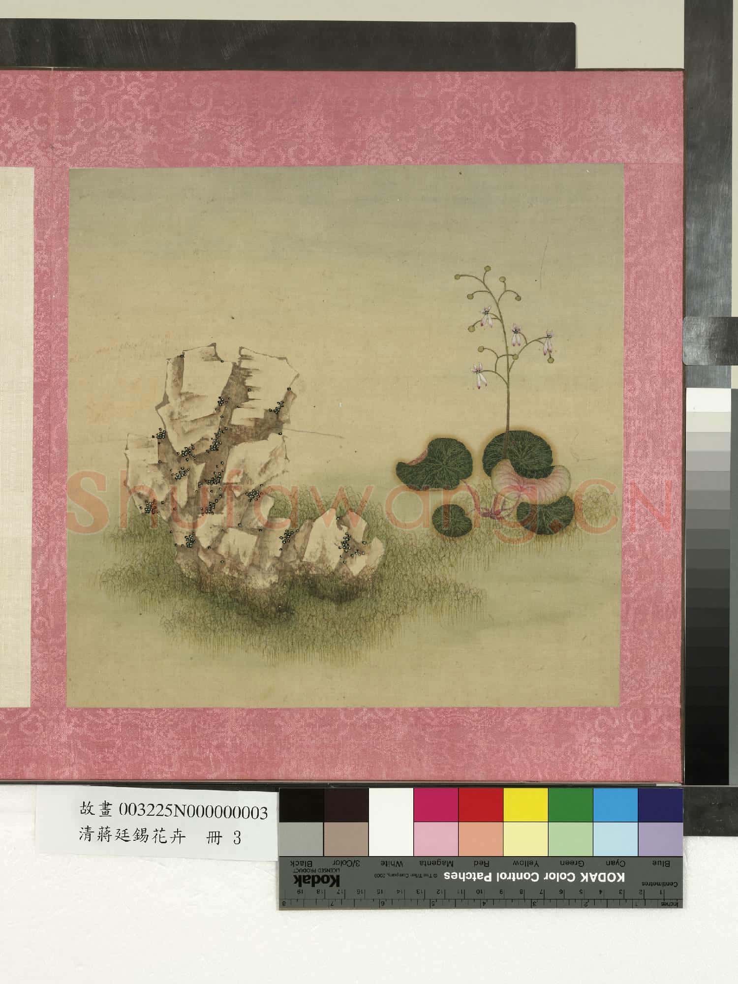 清蔣廷錫花卉 冊 虎耳草