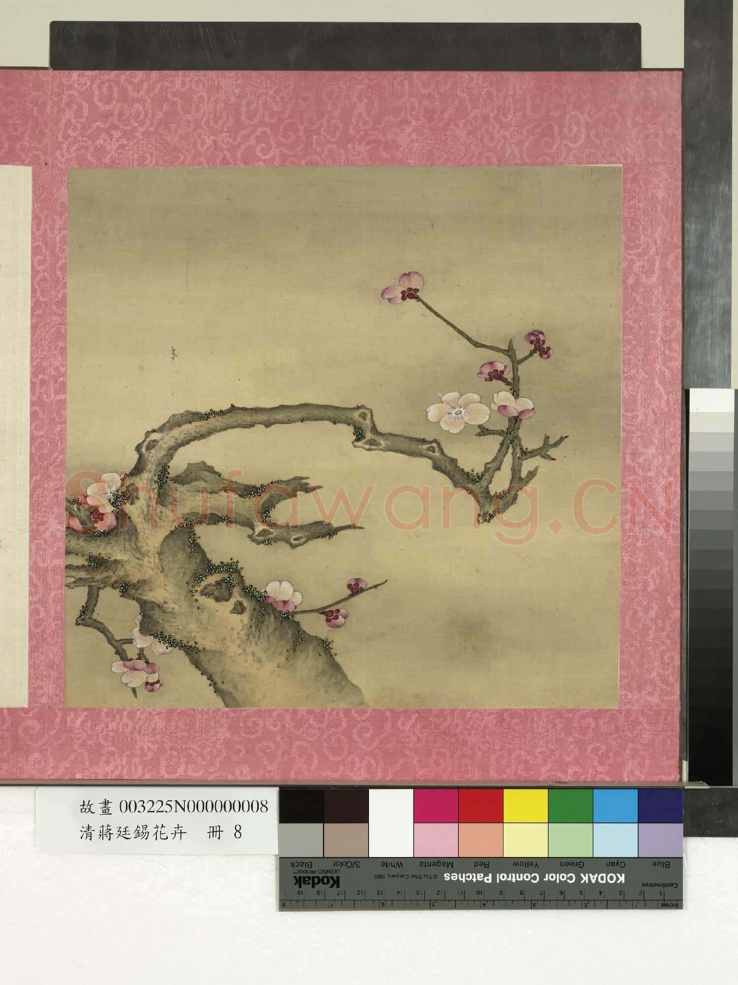 清蔣廷錫花卉 冊 梅花