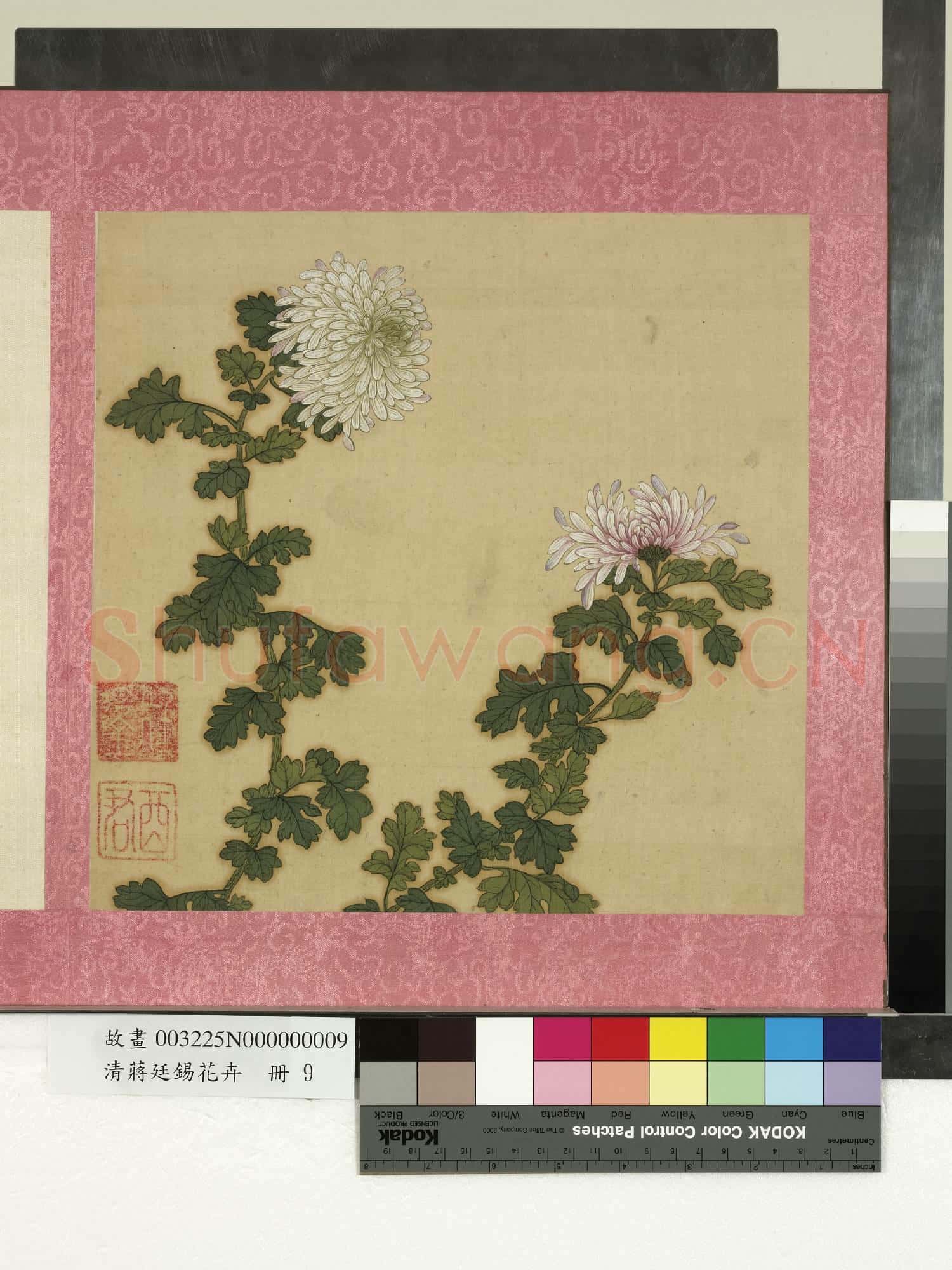 清蔣廷錫花卉 冊 秋菊
