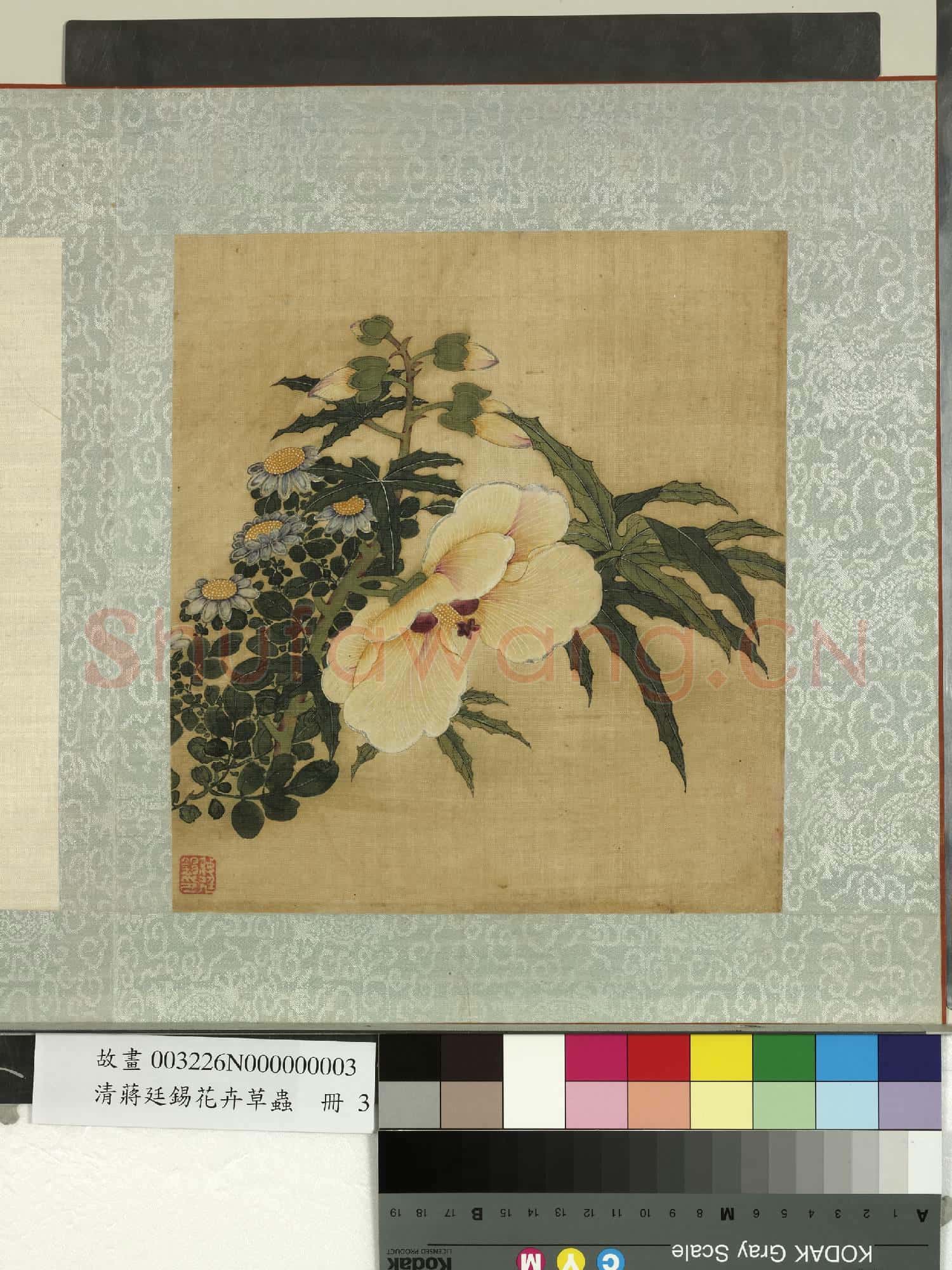 清蔣廷錫花卉草蟲 冊 秋葵雛菊