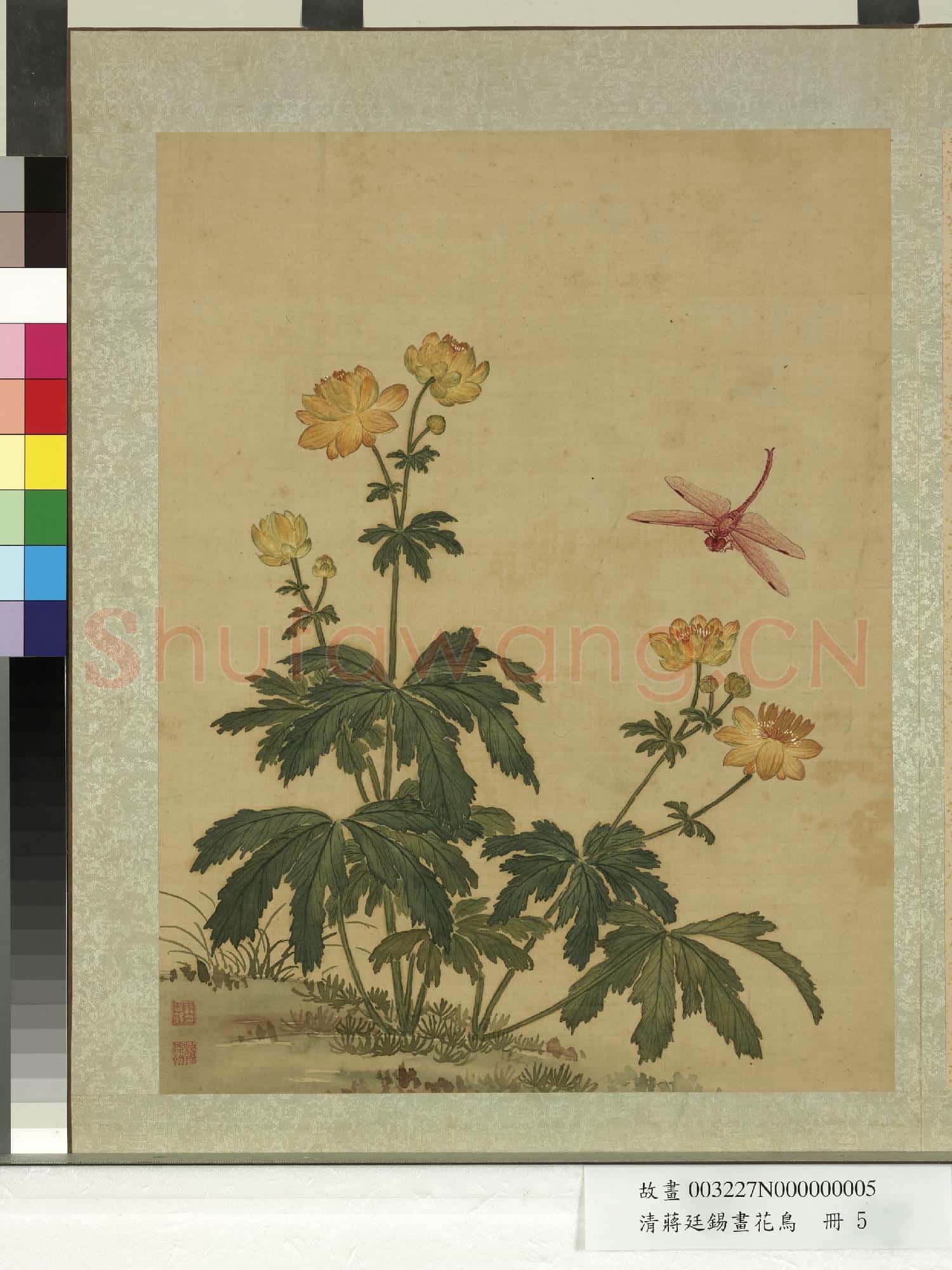 清蔣廷錫畫花鳥 冊 金蓮蜻蜓