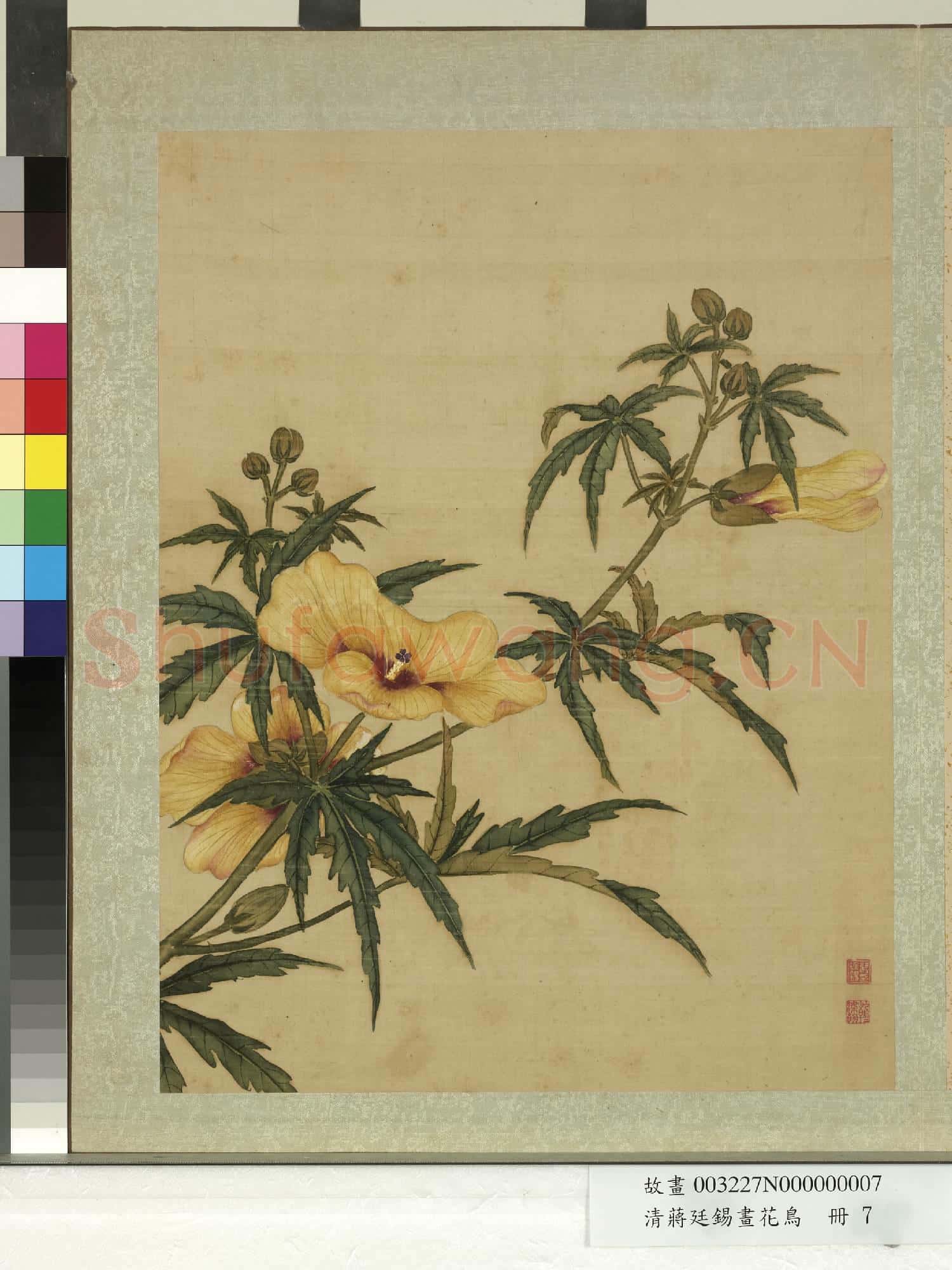 清蔣廷錫畫花鳥 冊 秋葵