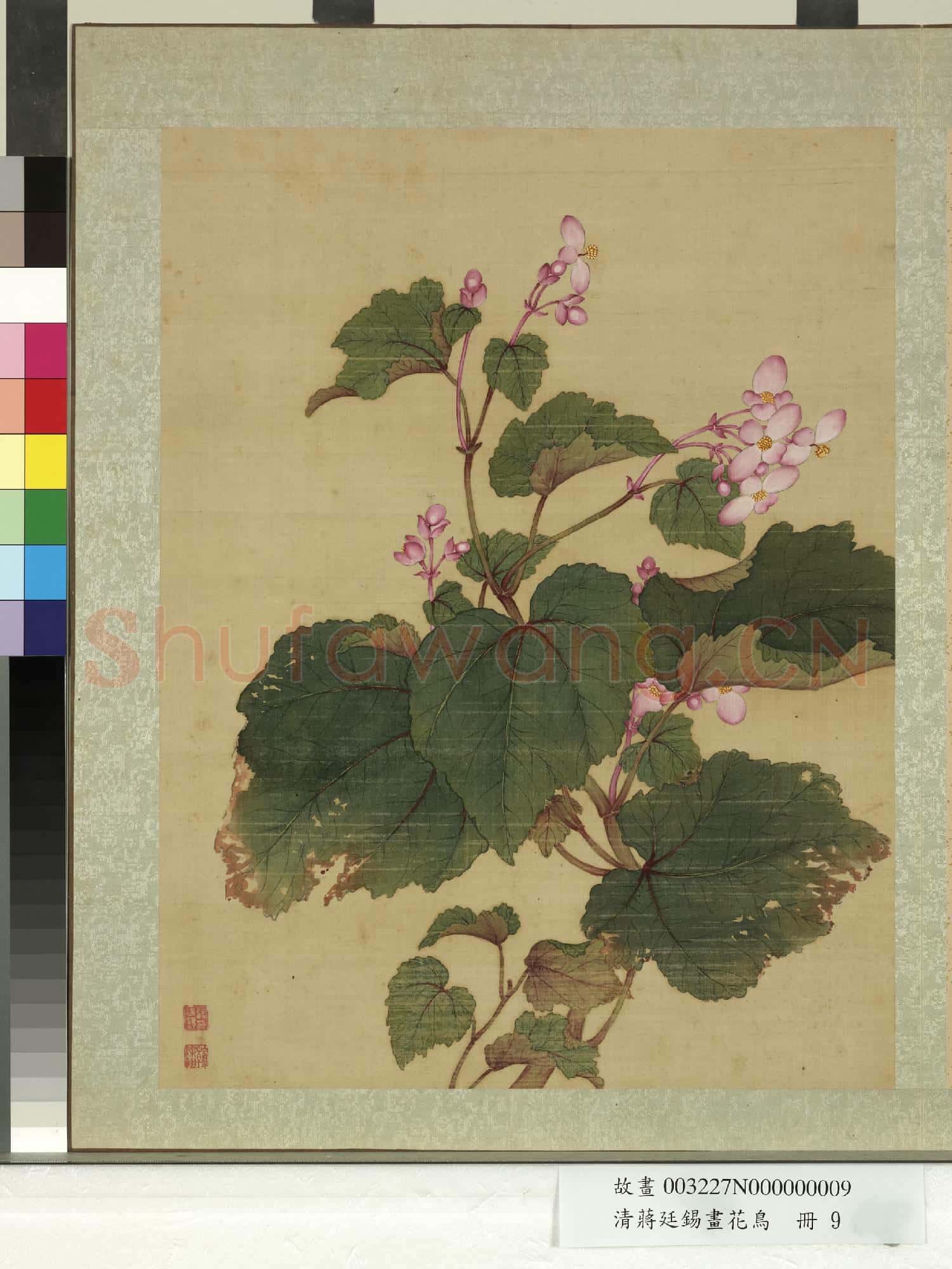 清蔣廷錫畫花鳥 冊 秋海棠