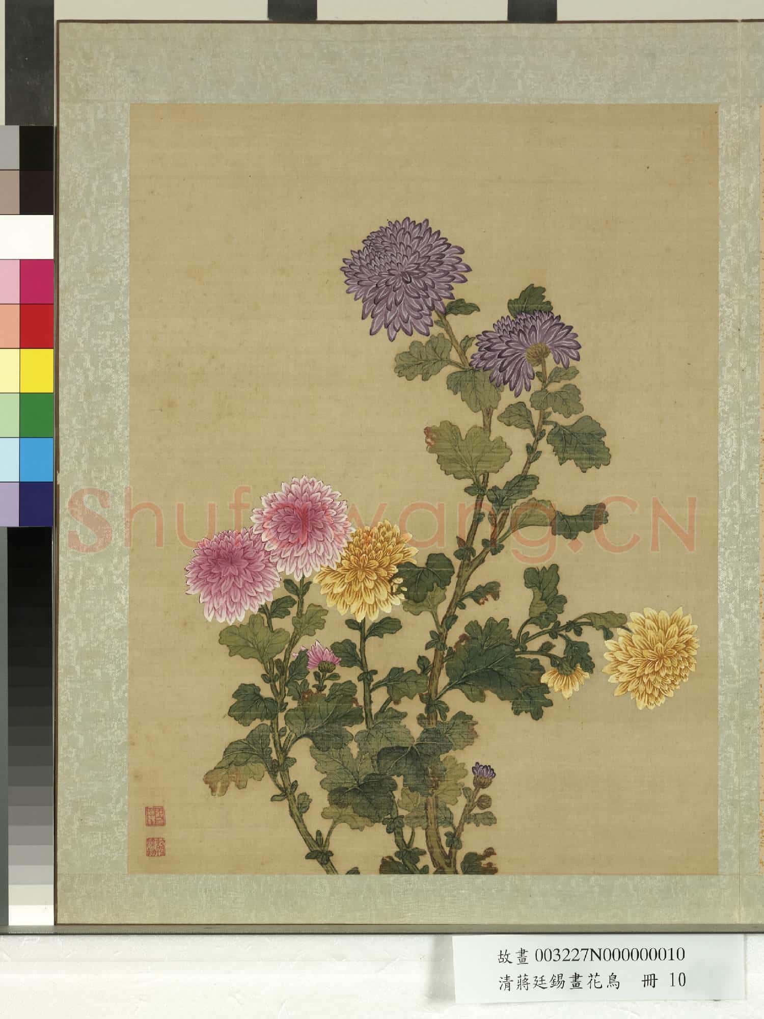 清蔣廷錫畫花鳥 冊 菊花