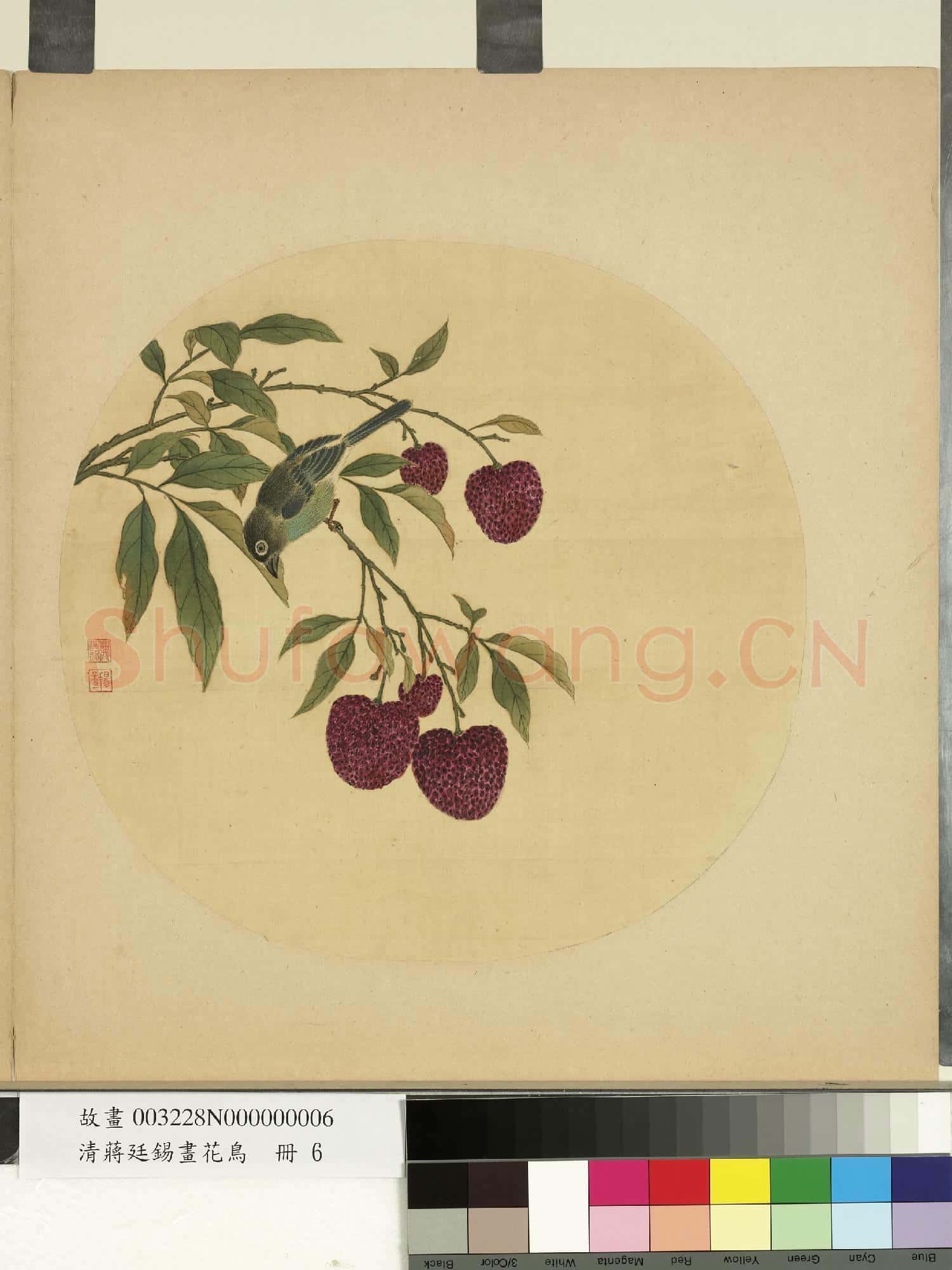清蔣廷錫畫花鳥 冊 荔枝小禽