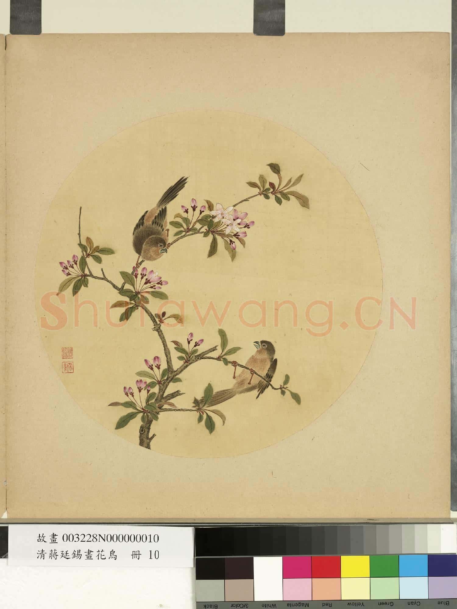 清蔣廷錫畫花鳥 冊 貼梗海棠