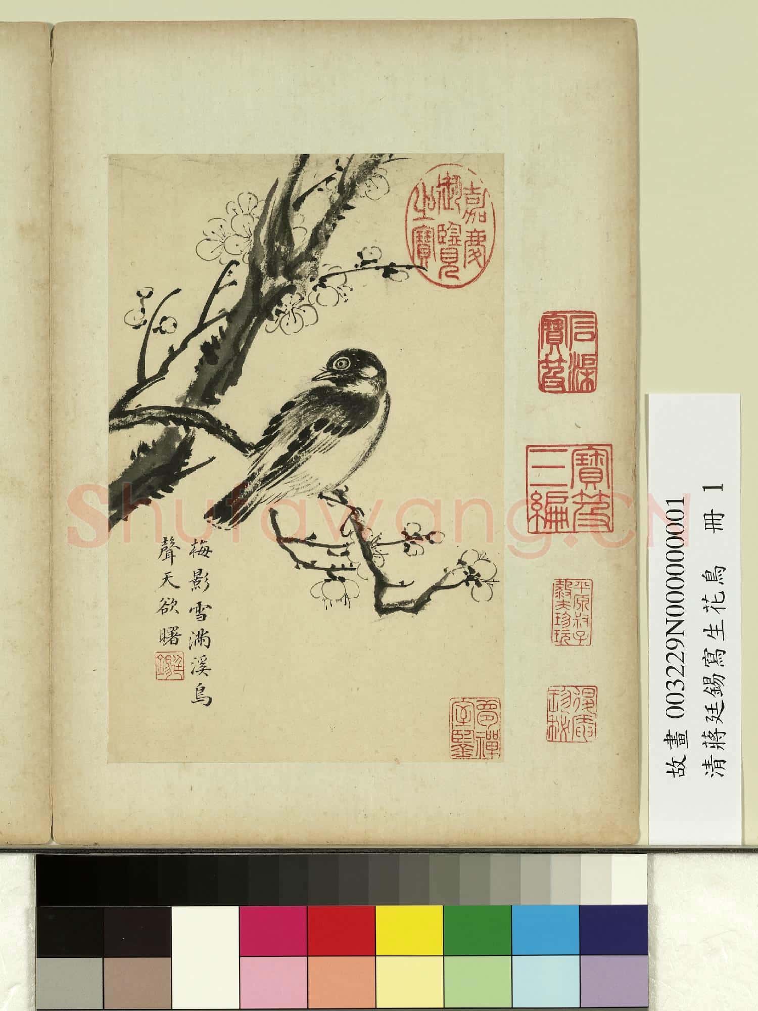 清蔣廷錫寫生花鳥 冊 梅影鳥聲