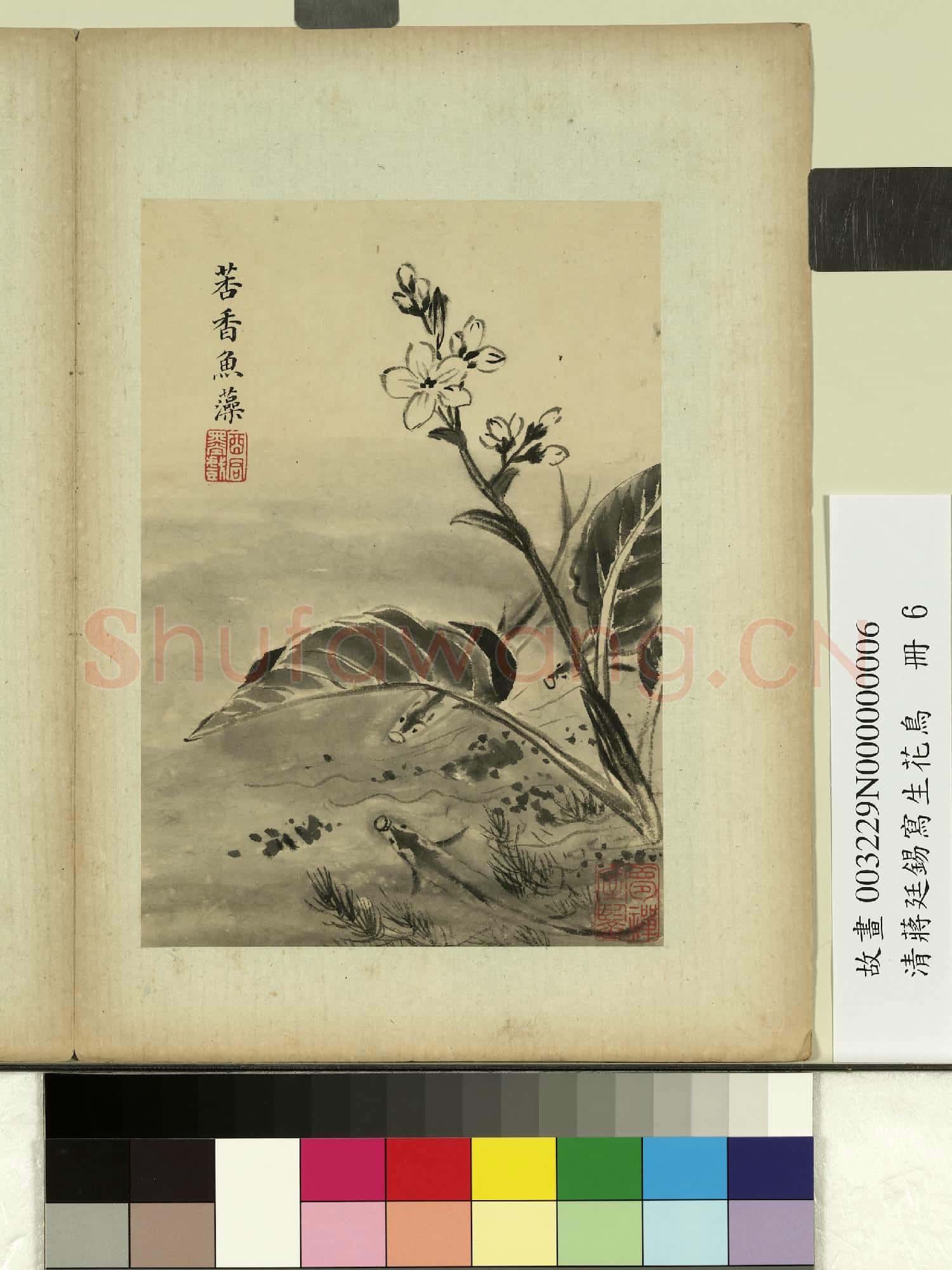 清蔣廷錫寫生花鳥 冊 莕香魚藻