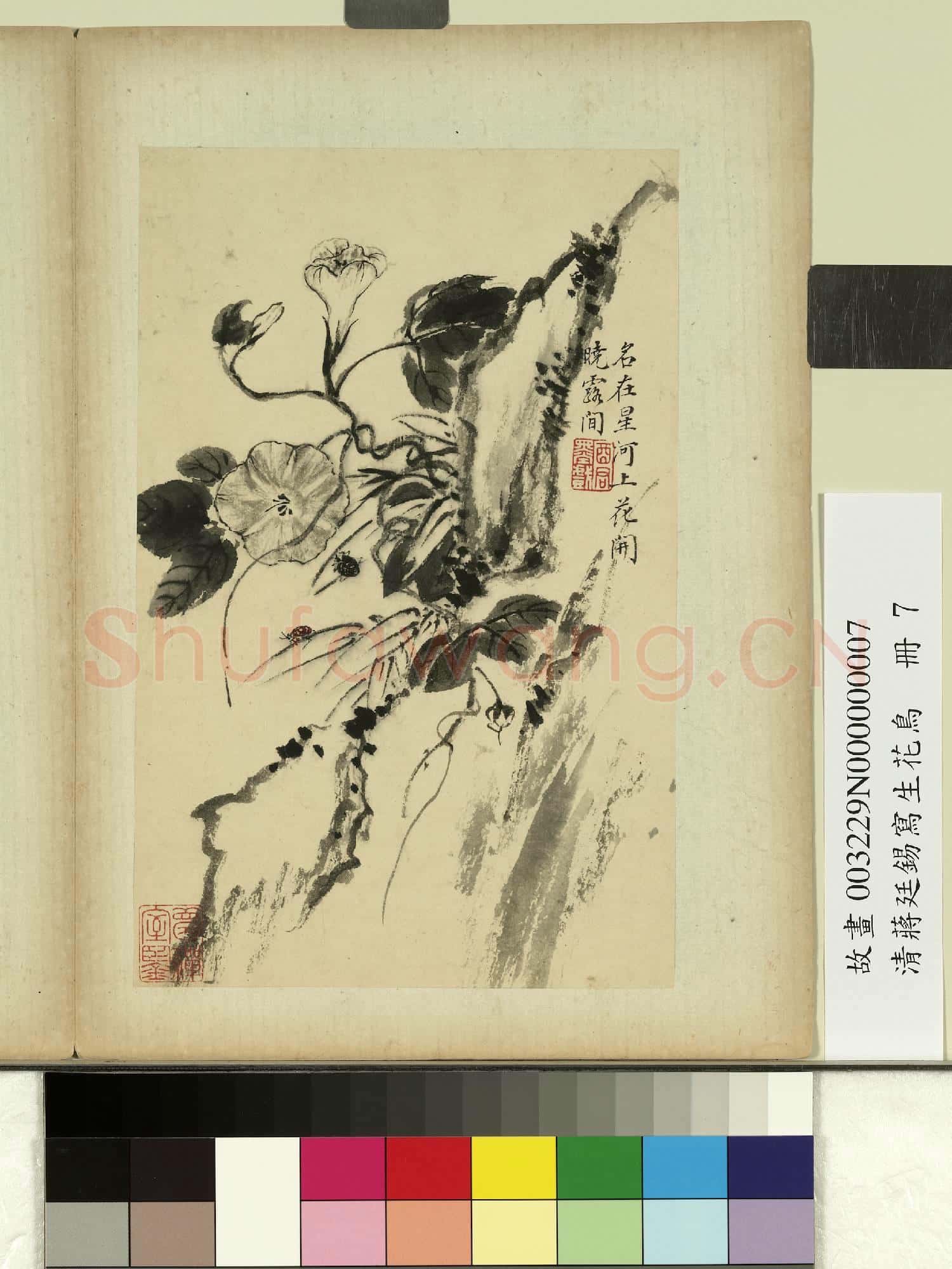 清蔣廷錫寫生花鳥 冊 花開曉露