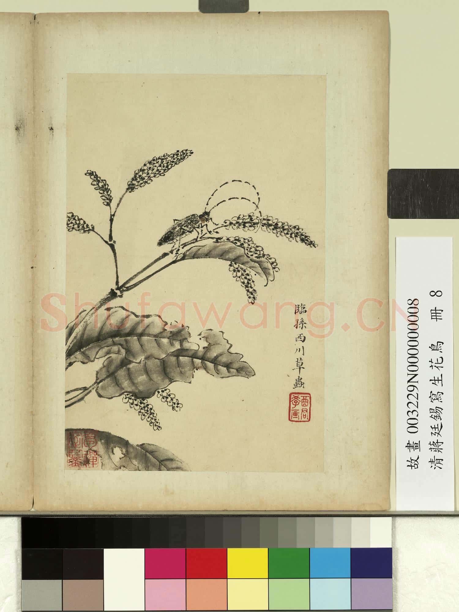 清蔣廷錫寫生花鳥 冊 草蟲天牛