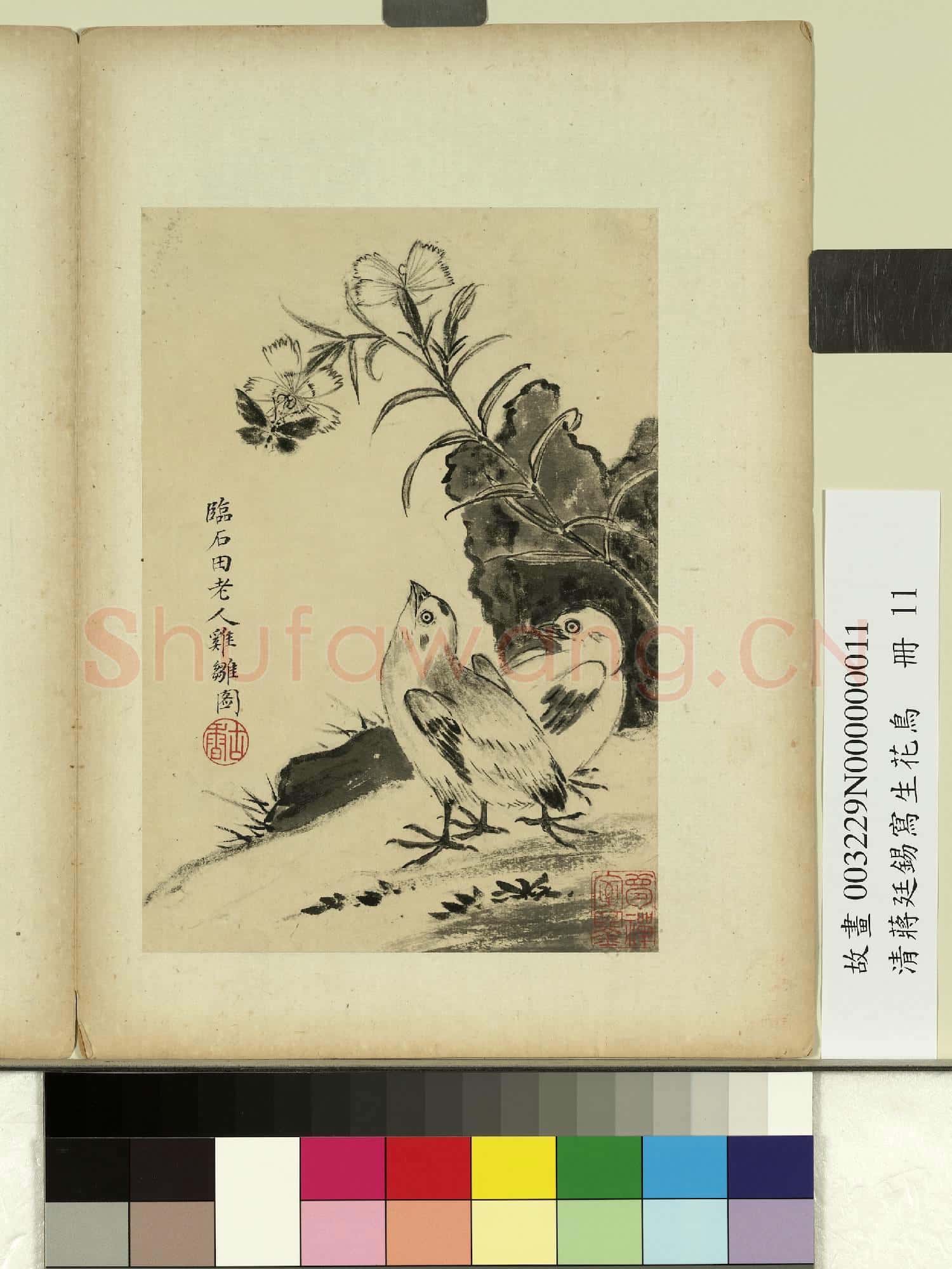 清蔣廷錫寫生花鳥 冊 雞雛捎蝶
