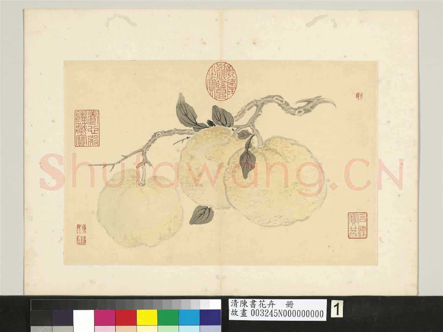 清陳書花卉 冊 橙橘
