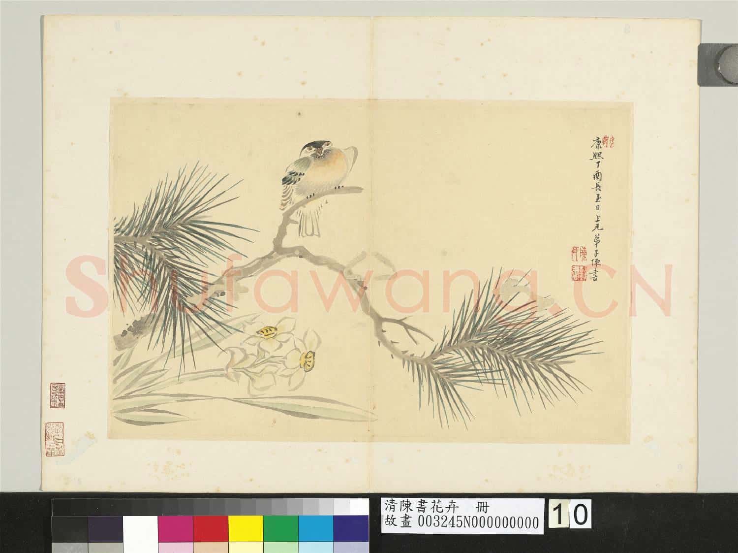 清陳書花卉 冊 松樹水仙