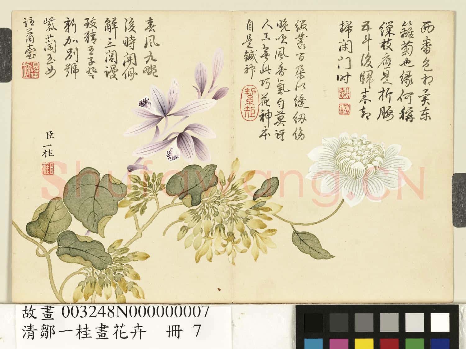 清鄒一桂畫花卉 冊 紫蘭夜來香纏枝菊