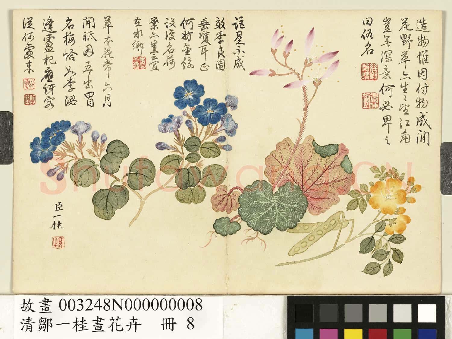 清鄒一桂畫花卉 冊 望江南虎耳草翠梅
