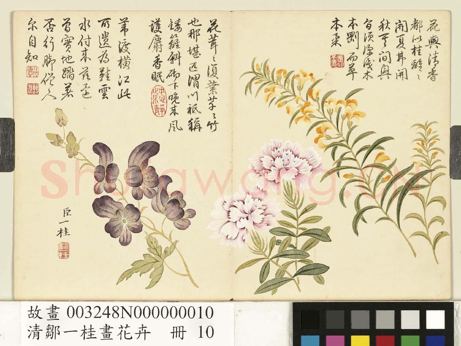 清鄒一桂畫花卉 冊 水木樨石竹僧鞋菊