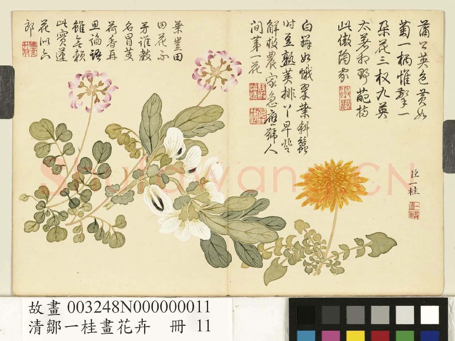清鄒一桂畫花卉 冊 蒲公英荷花郎