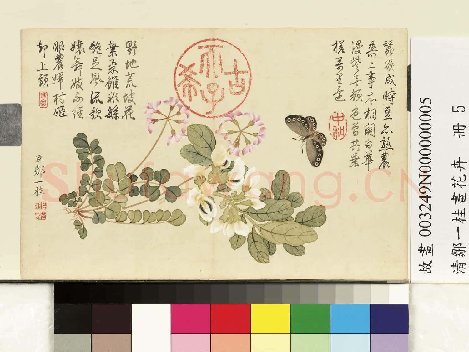 清鄒一桂畫花卉 冊 紫花地丁