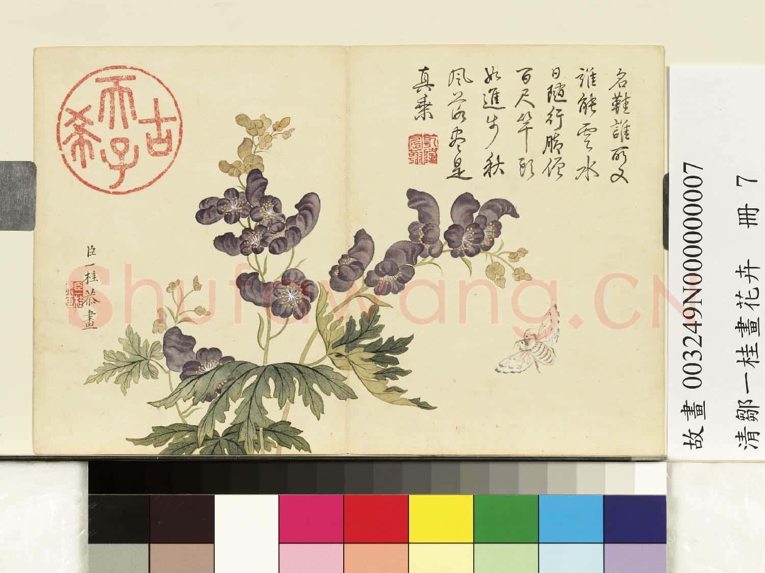 清鄒一桂畫花卉 冊 僧鞋菊